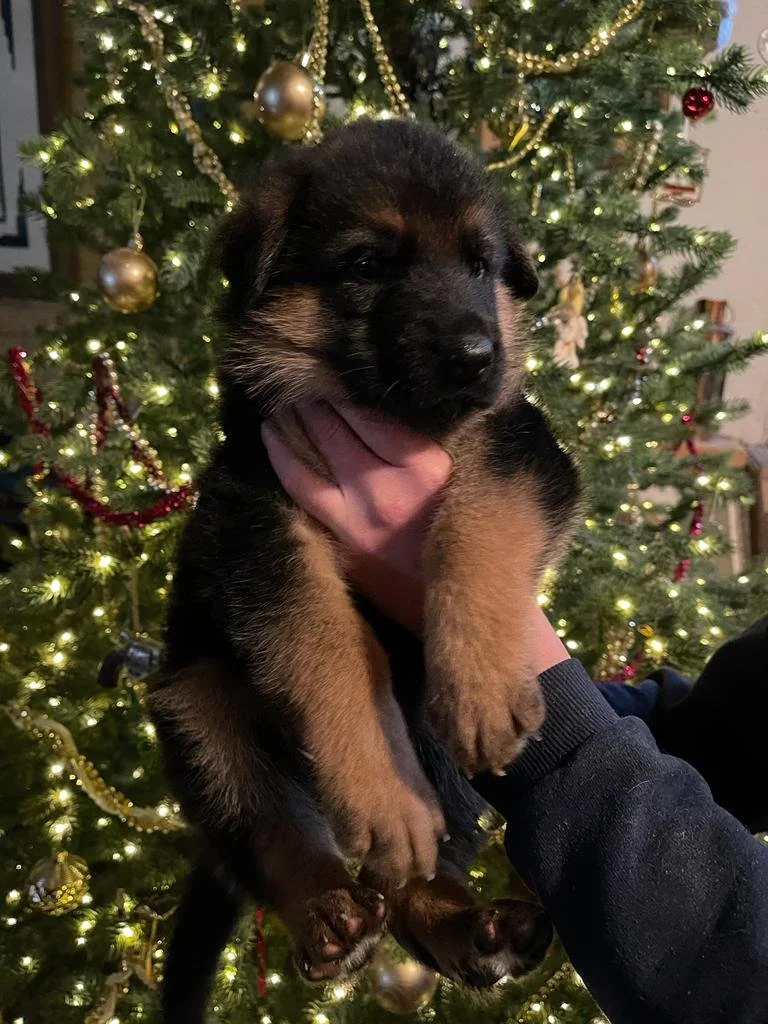 WhatsApp Image 2022-12-13 at 12.34.09 PM.jpeg