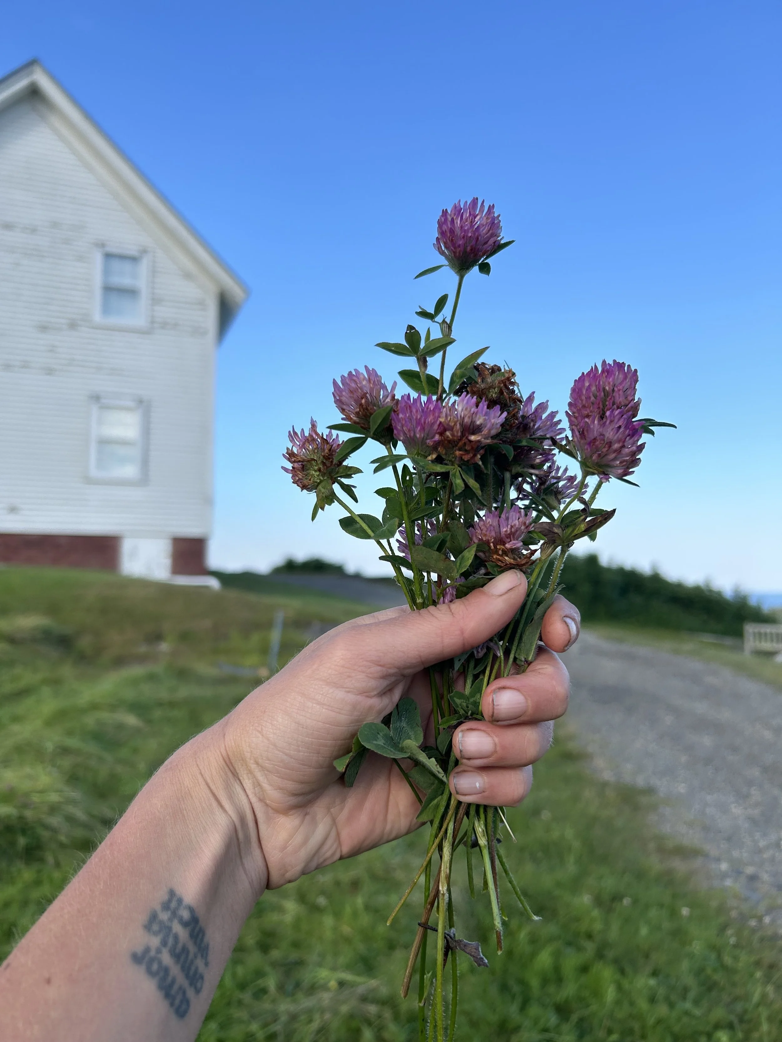 Natural Dye Workshop with Wild Plants &amp; Botanical Color 