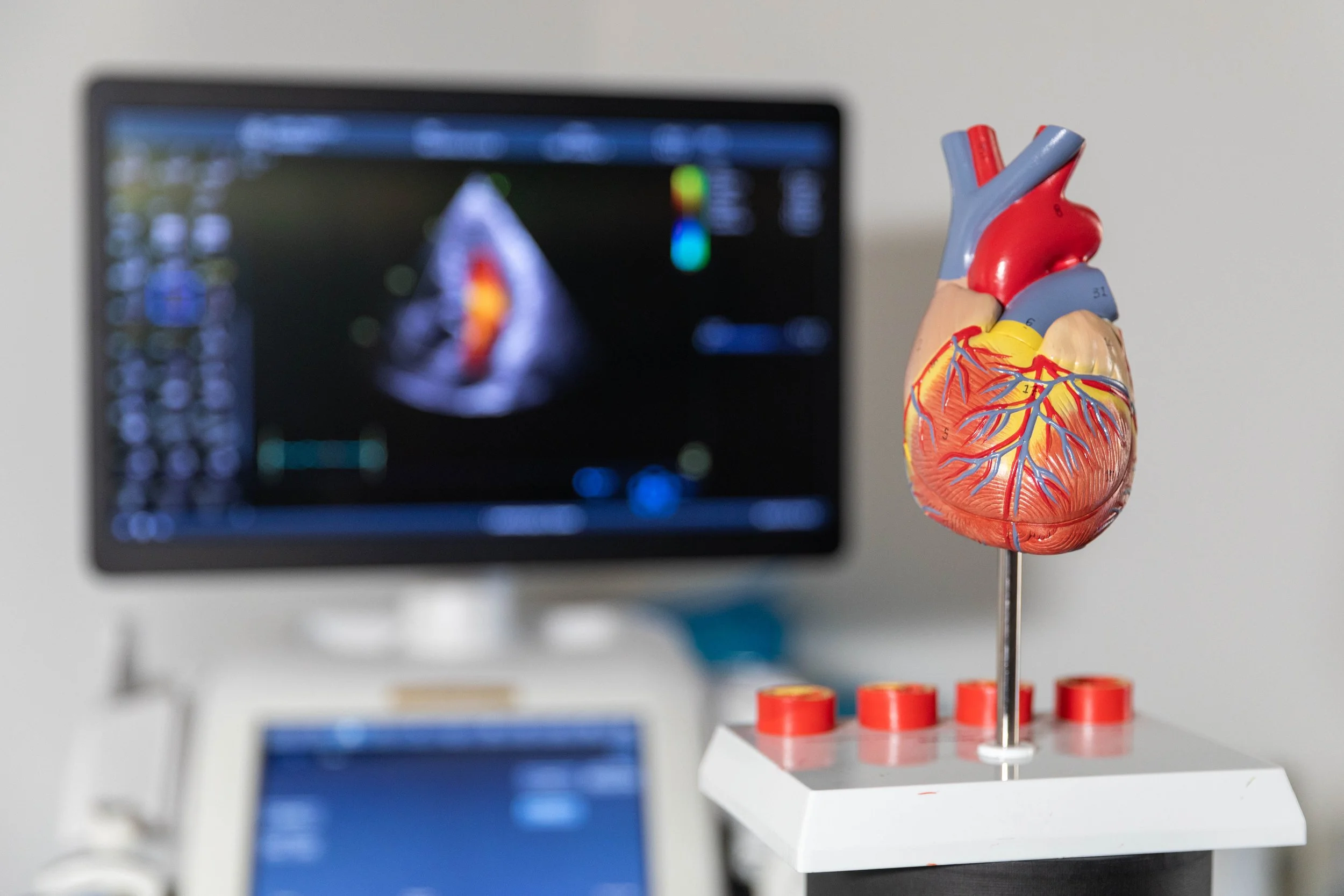 A detailed anatomical model of a human heart on a stand, with a blurred medical ultrasound monitor in the background.