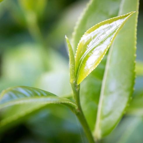 White Tea: Deeply aromatic, this scent begins with top notes of mandarin and lemongrass amplified by mid notes of bergamot and ginger steeped in a base of white tea and jasmine. Uplifting and ethereal, this scent transforms any space into a soothin