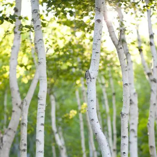 White Birch: Inspired by the serene beauty of a birch forest, White Birch is a sophisticated fragrance that blends fresh woodland notes with soft warmth. Bright eucalyptus and crisp cypress open the scent with an invigorating freshness, while pine an