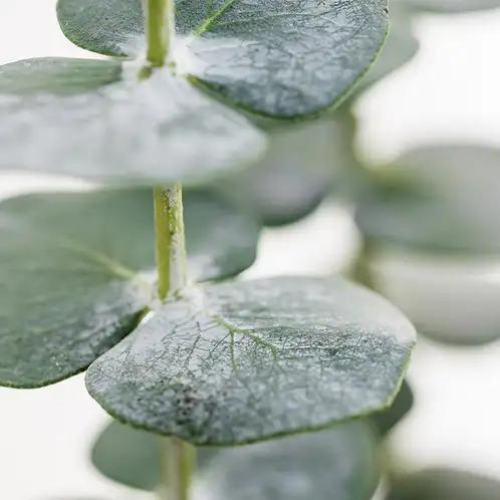 White Eucalyptus: Breathe in the crisp serenity of White Eucalyptus, a fragrance designed to refresh the mind and soothe the soul. Cool eucalyptus leaves blend with bright citrus and soft mint, creating an invigorating opening that feels clean and up