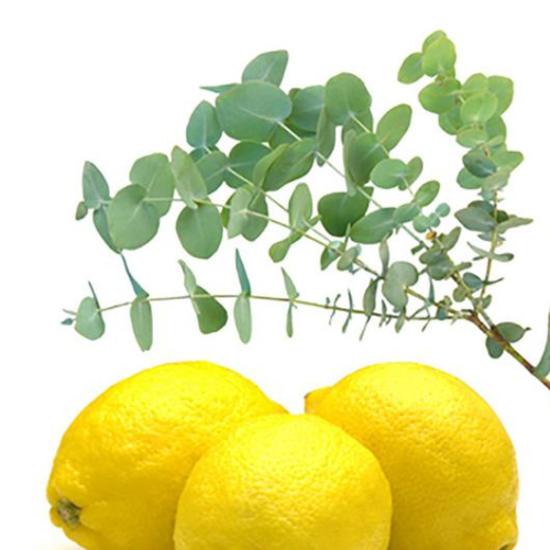 Verbena Grove:Inspired by a peaceful grove kissed by morning sunlight, Verbena Grove is a bright and refreshing fragrance that awakens the senses. Sparkling lemon verbena and citrus zest mingle with crisp green leaves, creating a clean and uplifting 