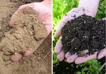 Soil Health