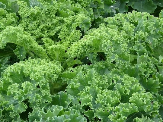 Organic Veggie Growing Series for Yummy Abundance —Part 1