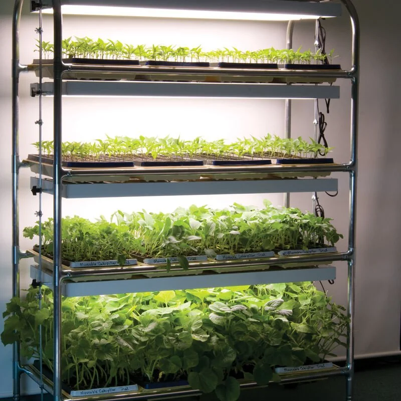 Grow Lights for Seedlings &amp; Remedies for Spindly Seedlings