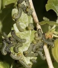 sawfly larvae.jpeg
