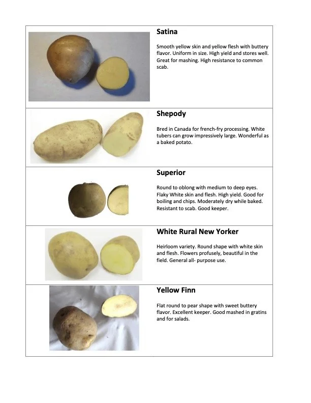 Seed Potato Varieties from Greg Kalal — Good Earth Garden School