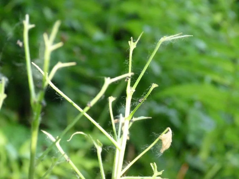 defoliat currant.JPG