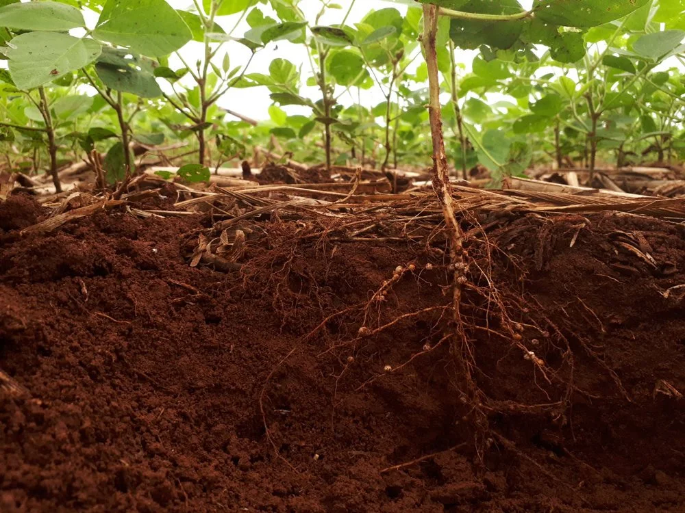 How to Create Soil Health