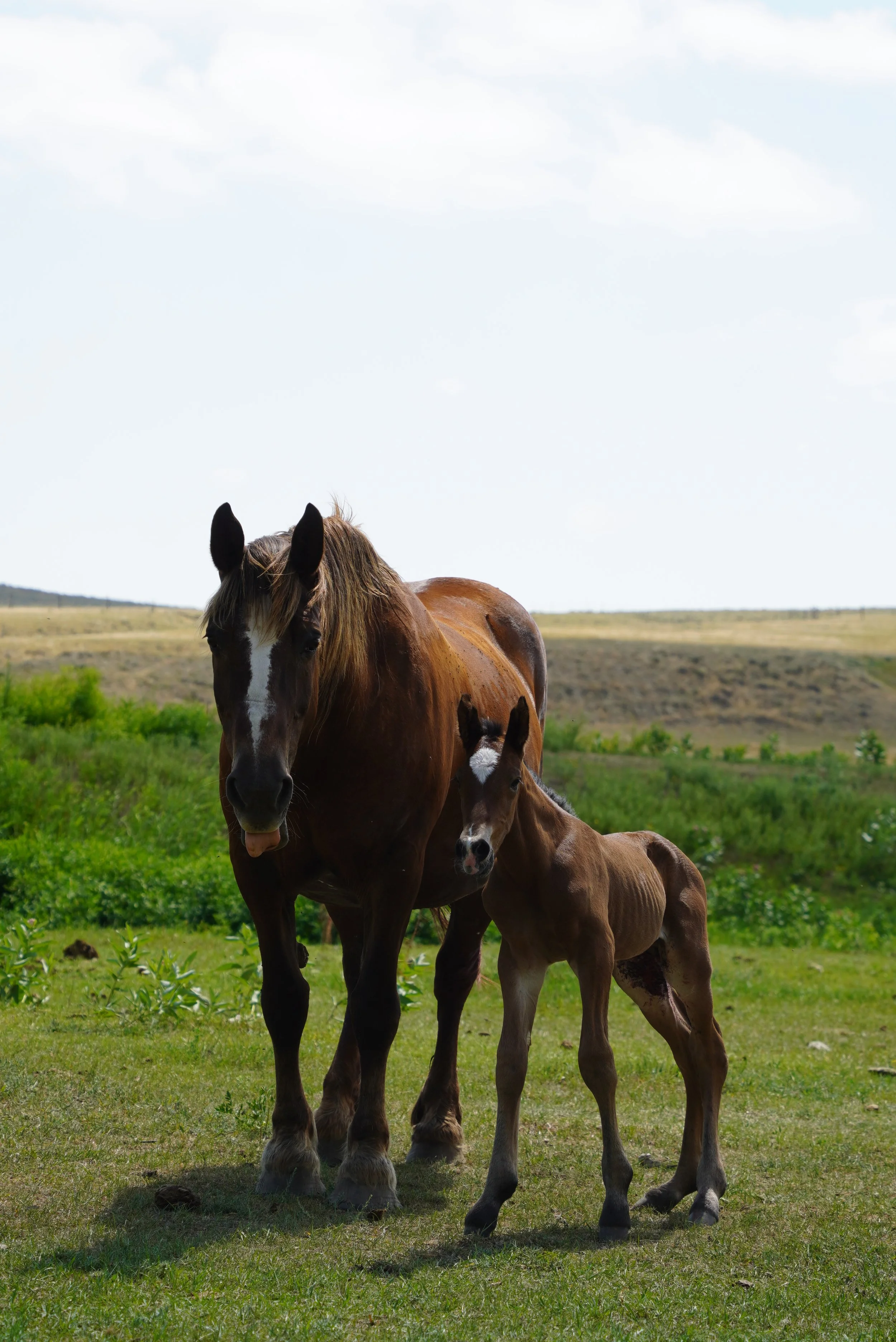 A brown mare and her foal standing on green grass in a pasture with a partly cloudy sky and rolling hills in the background. TA Ranch, guest ranch, dude ranch, working cattle ranch, horse ranch, horseback riding, Buffalo Wyoming North-eastern Wyoming