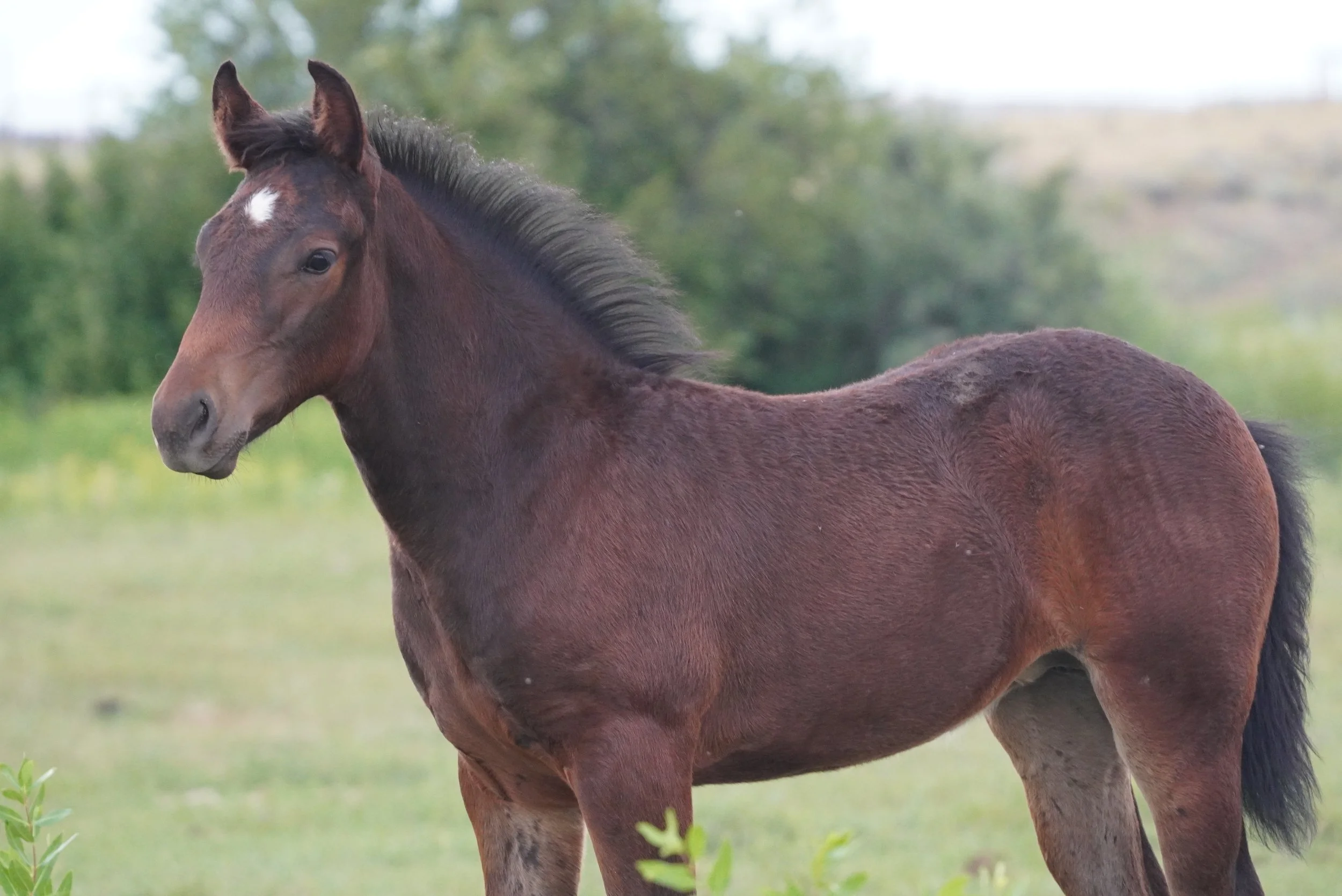 A young brown horse standing in a grassy field with trees in the background. TA Ranch, guest ranch, dude ranch, working cattle ranch, horse ranch, horseback riding, Buffalo Wyoming North-eastern Wyoming, homestead, agriculture, foal.