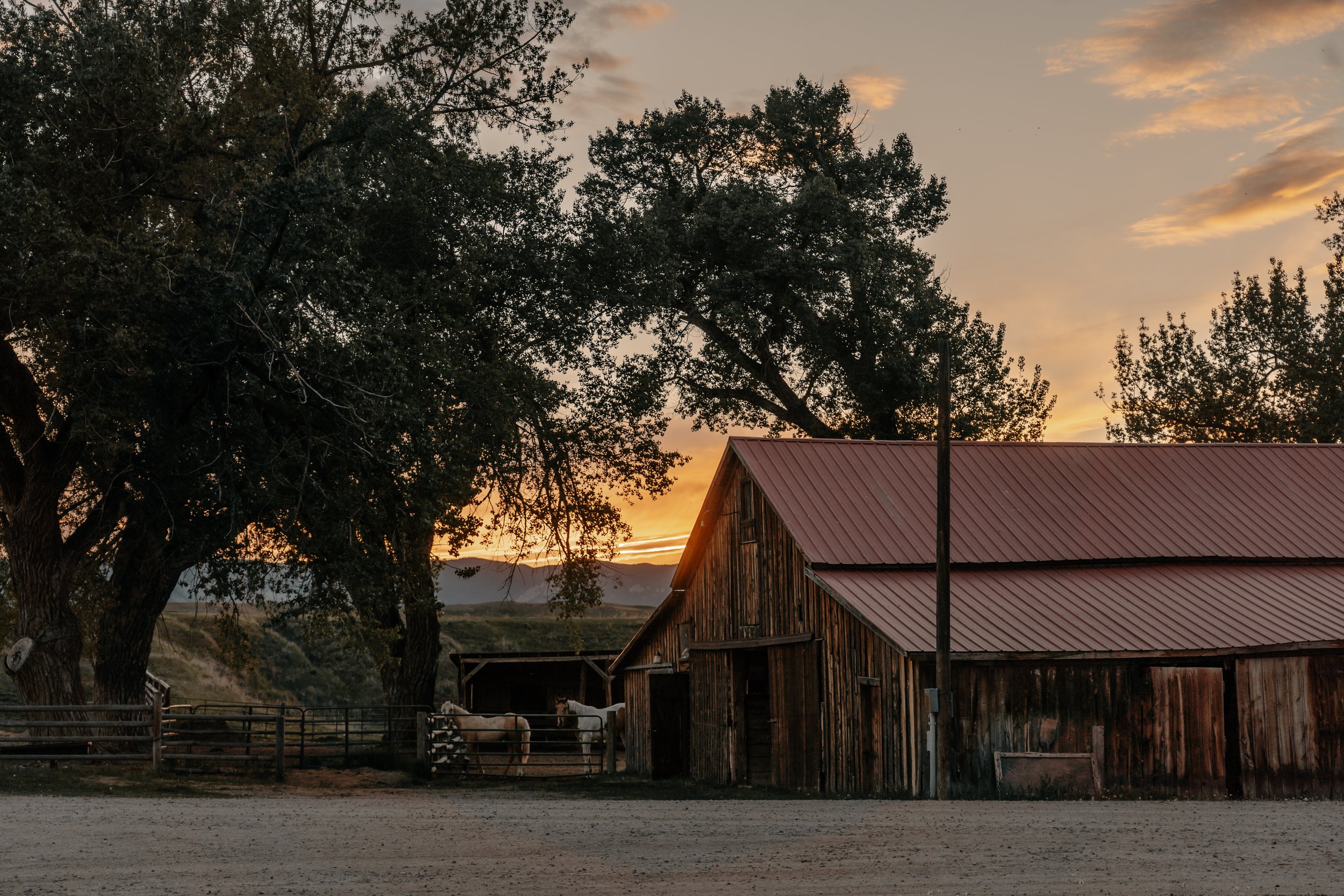 A rustic barn with a red metal roof beside large trees at sunset, with a dirt ground in the foreground and horses inside a fenced area. TA Ranch, guest ranch, dude ranch, working cattle ranch, horse ranch, horseback riding, Buffalo Wyoming North-east
