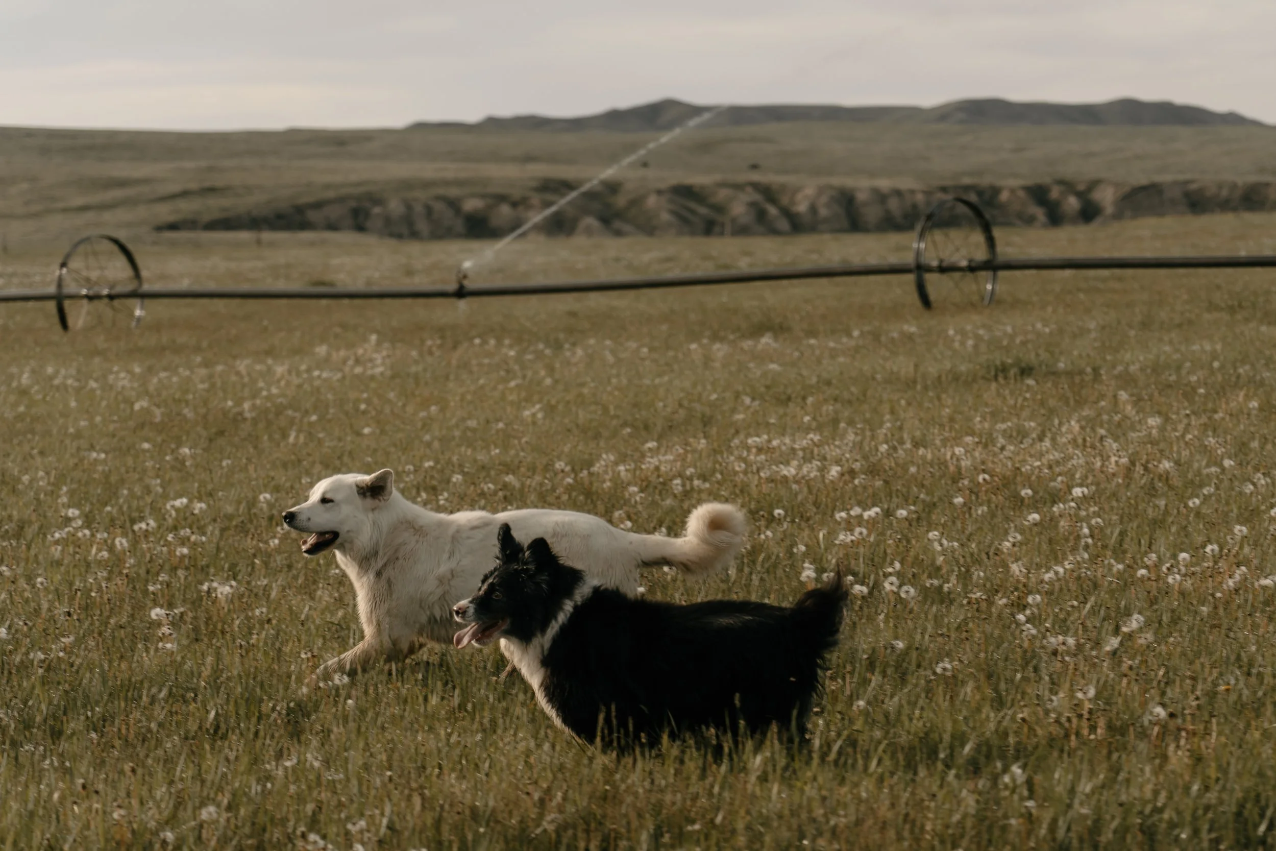 Two dogs playing in a grassy field with a farm irrigation sprinkler system in the background and hills in the distance. TA Ranch, guest ranch, dude ranch, working cattle ranch, horse ranch, horseback riding, Buffalo Wyoming North-eastern Wyoming