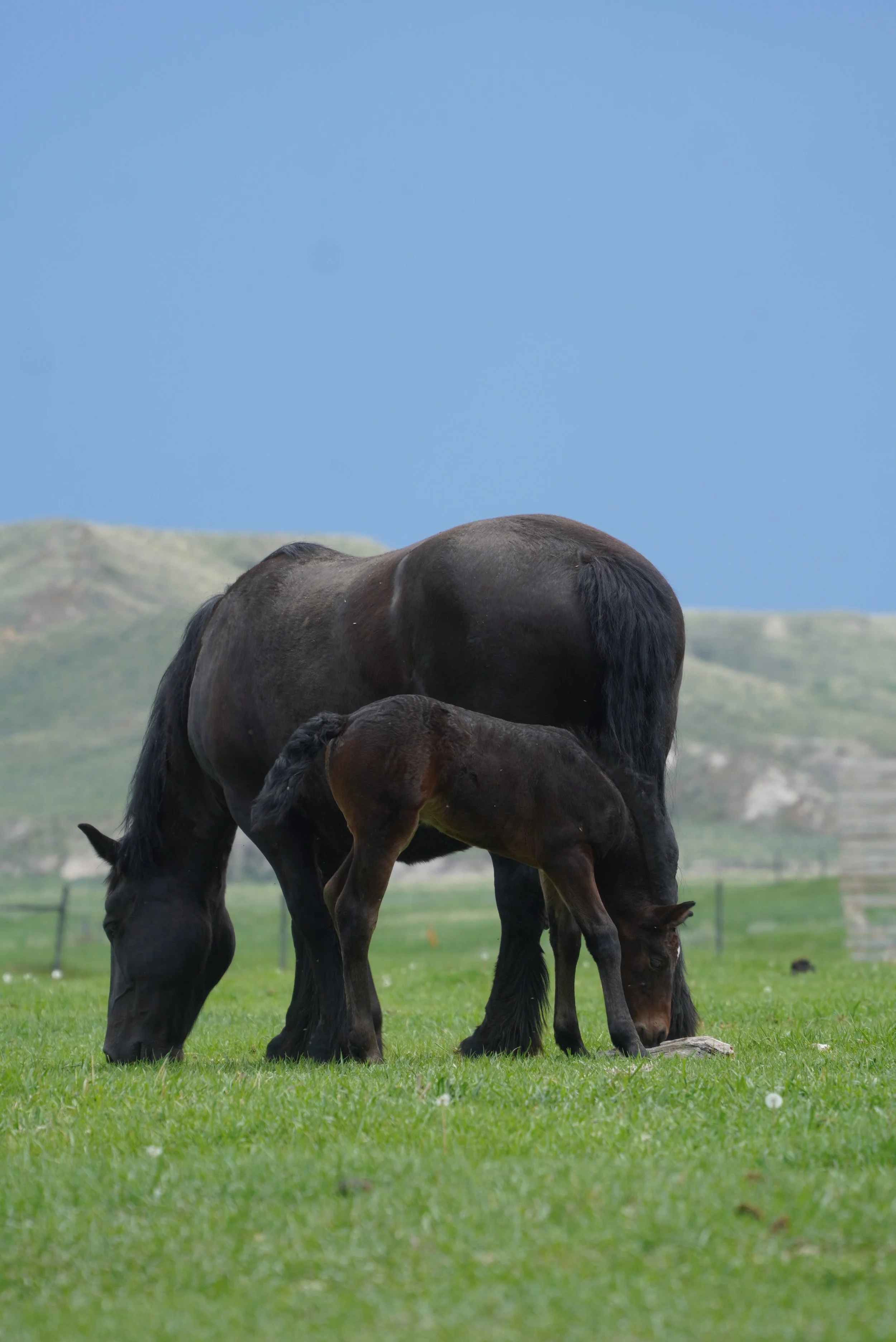 A black horse and a foal grazing on green grass with hills in the background under a blue sky. TA Ranch, guest ranch, dude ranch, working cattle ranch, horse ranch, horseback riding, Buffalo Wyoming North-eastern Wyoming, homestead, agriculture, foal