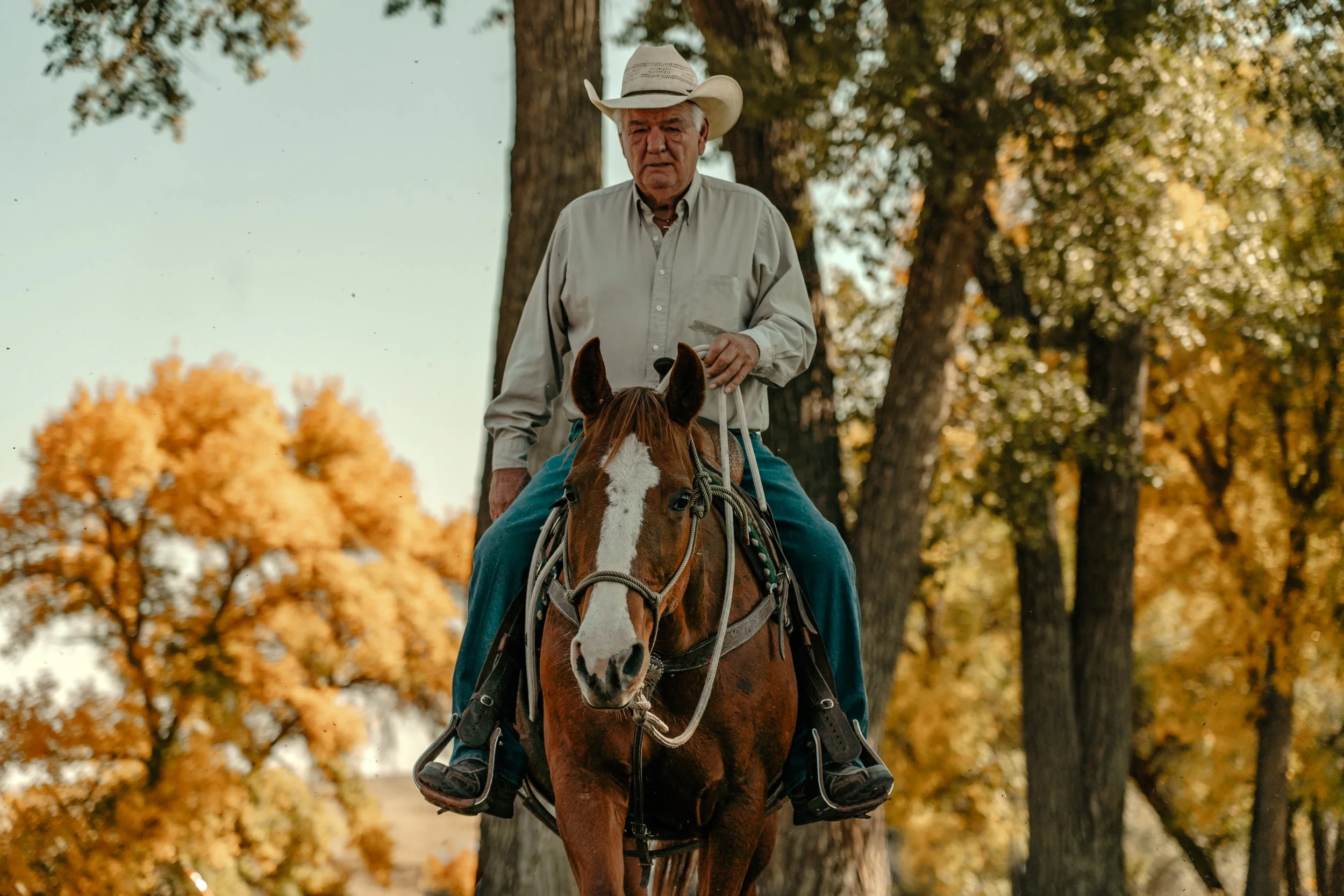 An elderly man riding a sorrel horse with a white blaze on its face, wearing a cowboy hat, under autumn trees with yellow and orange leaves. TA Ranch, working cattle ranch, photography retreat, historic ranch, guest ranch, Buffalo Wyoming