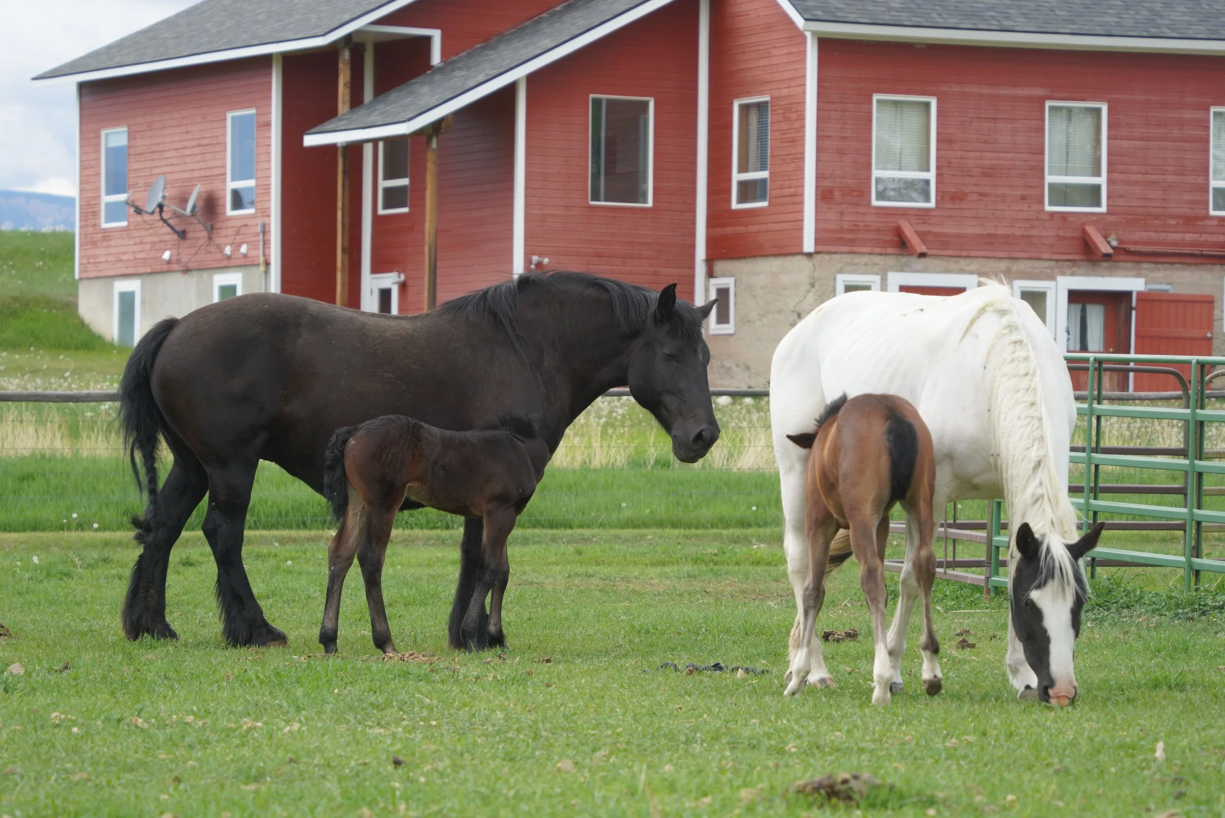 A black mare and a foal, a white mare and a foal grazing on a green pasture in front of a red barn with white-trimmed windows, in a rural setting. TA Ranch, guest ranch, dude ranch, working cattle ranch, horse ranch, horseback riding, Buffalo Wyoming