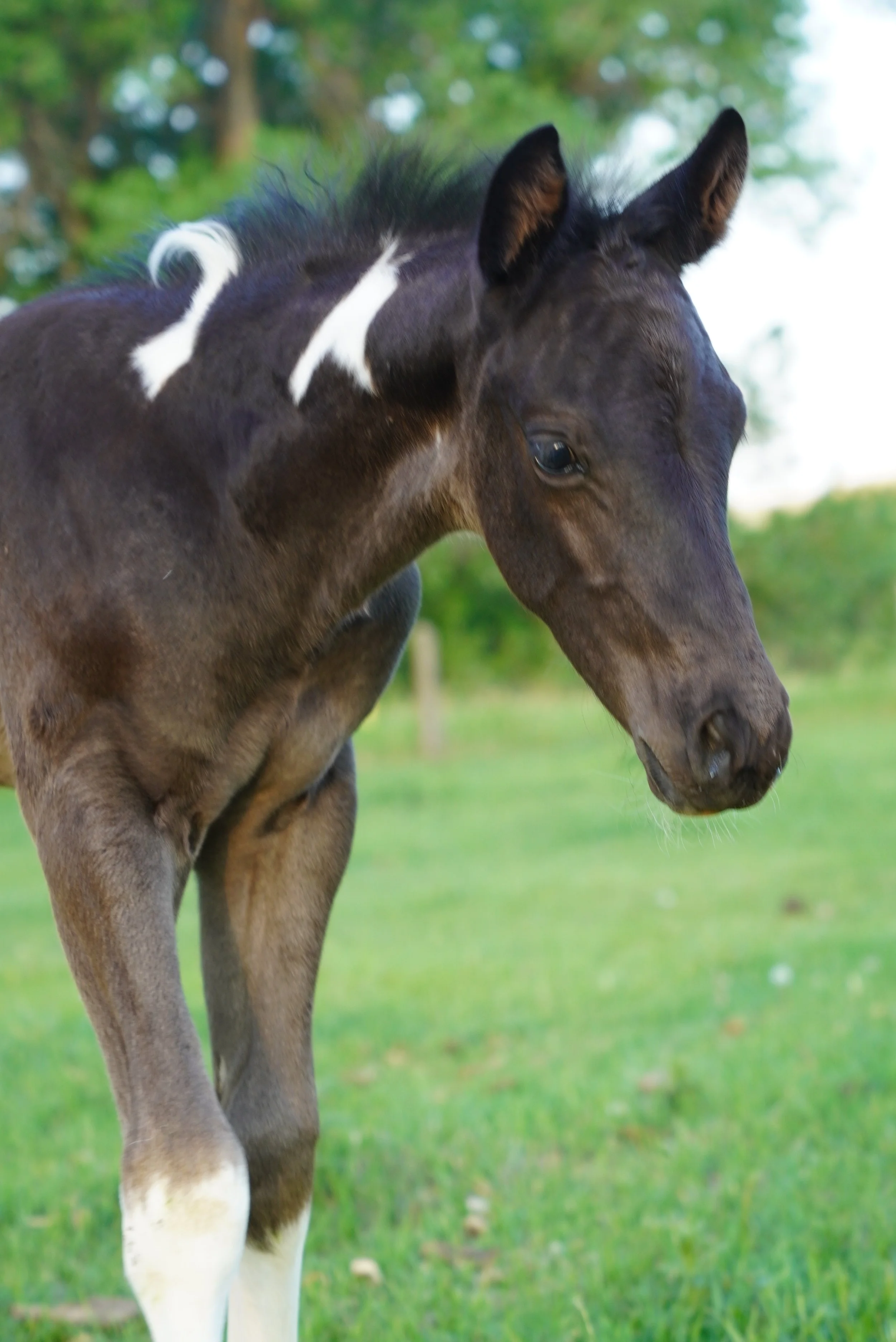 A young brown and white horse standing on a grassy field with trees in the background. TA Ranch, guest ranch, dude ranch, working cattle ranch, horse ranch, horseback riding, Buffalo Wyoming North-eastern Wyoming, homestead, agriculture, foal.
