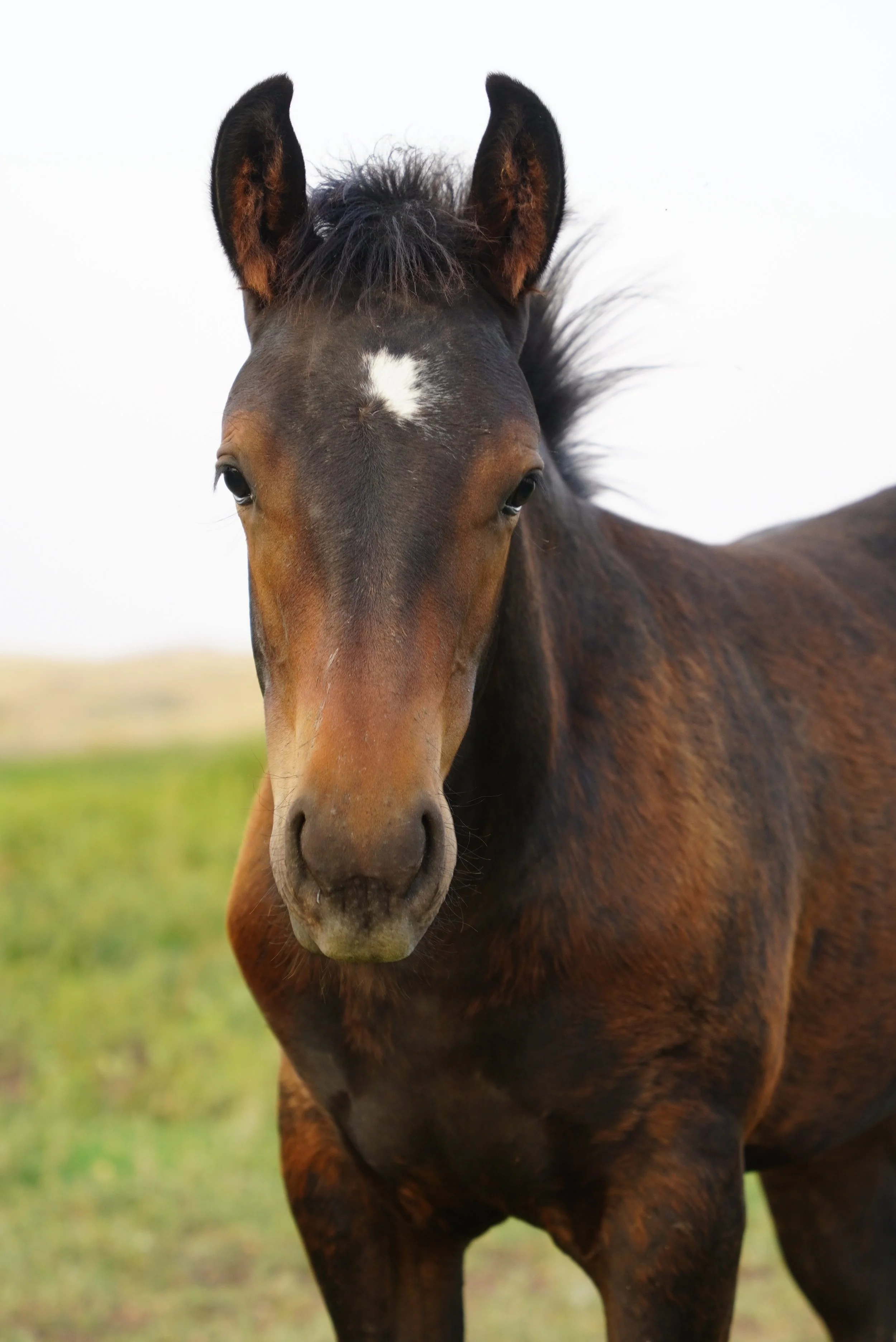 Close-up of a young brown horse with a white spot in the middle of its forehead, standing outdoors on a grassy field with a blurred background. TA Ranch, guest ranch, dude ranch, working cattle ranch, horse ranch, horseback riding, Buffalo Wyoming.