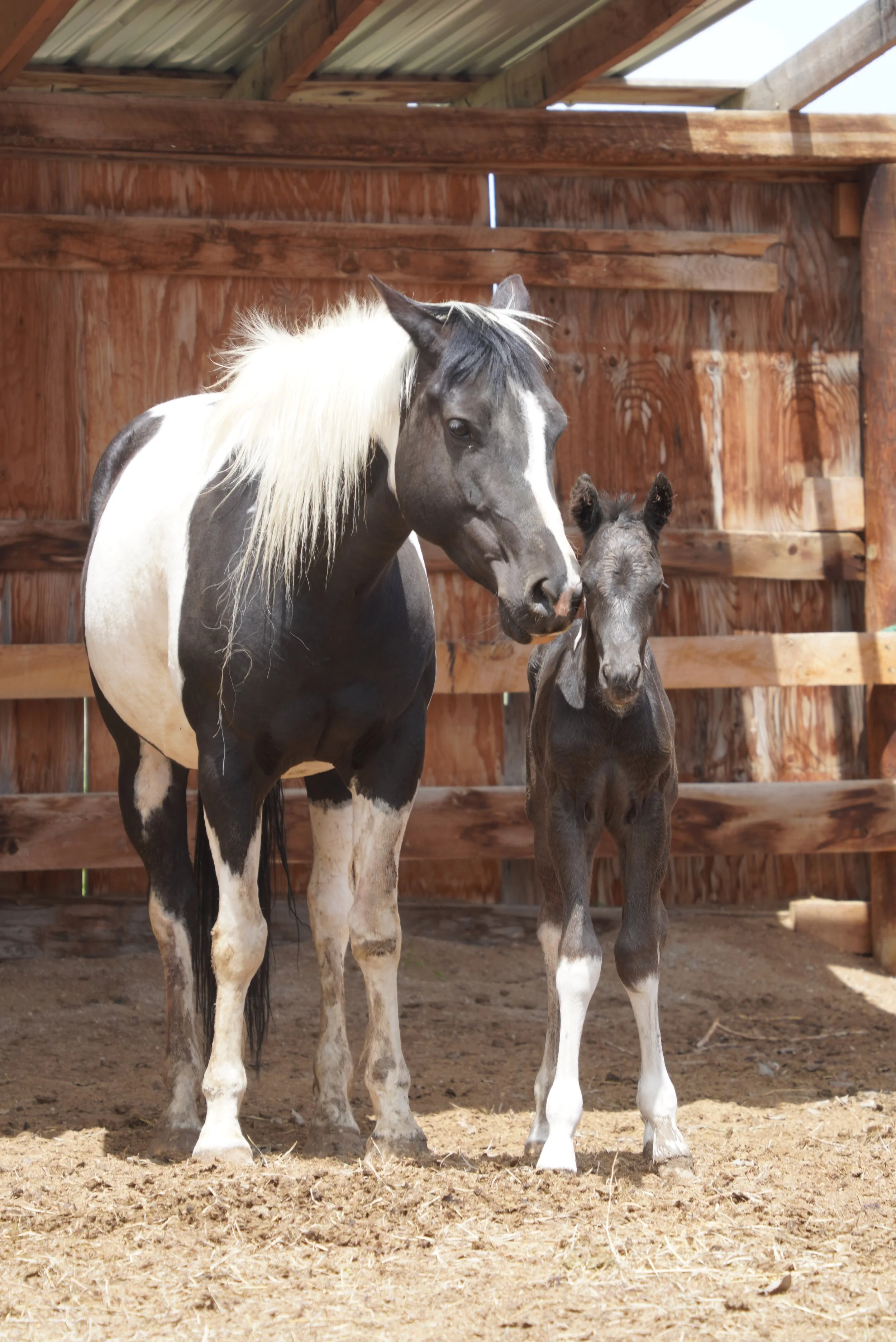 A black and white adult horse and a small black foal standing together inside a wooden-fenced enclosure. TA Ranch, guest ranch, dude ranch, working cattle ranch, horse ranch, horseback riding, Buffalo Wyoming North-eastern Wyoming, homestead, foal.