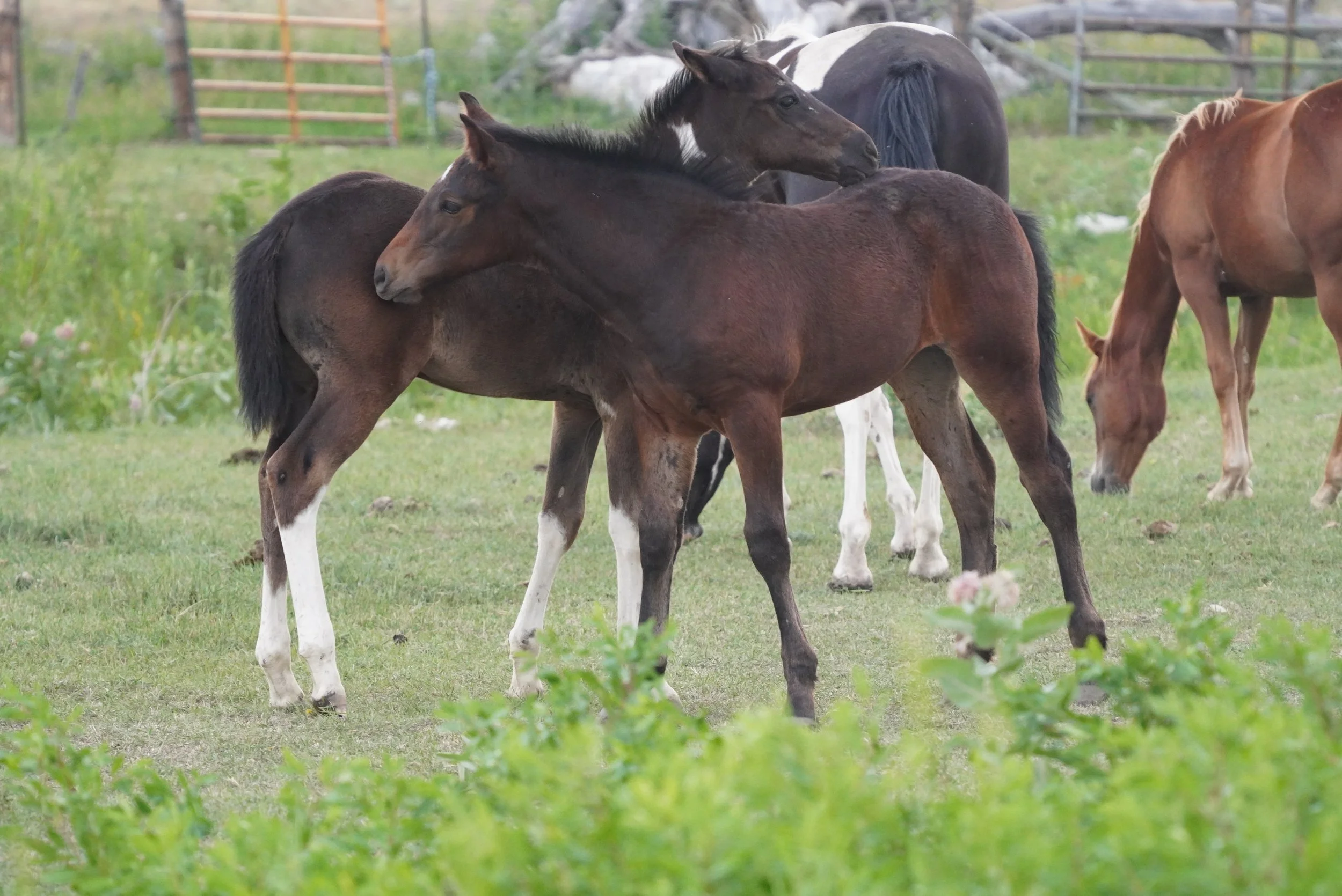 Group of young horses, including foals, standing and interacting in a grassy field with a wooden fence in the background. TA Ranch, guest ranch, dude ranch, working cattle ranch, horse ranch, horseback riding, Buffalo Wyoming North-eastern Wyoming.