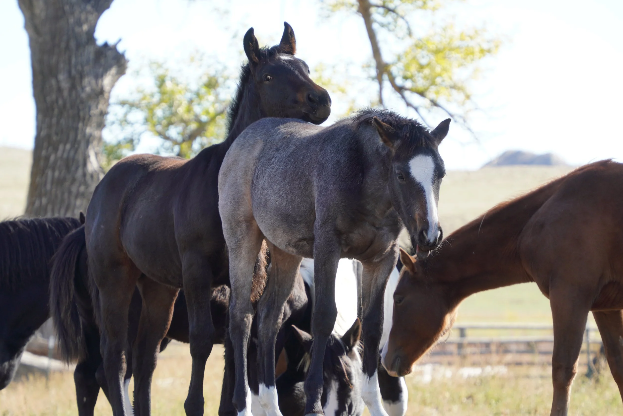 Group of wild horses grazing near a tree in a grassy field on a sunny day. TA Ranch, guest ranch, dude ranch, working cattle ranch, horse ranch, horseback riding, Buffalo Wyoming North-eastern Wyoming, homestead, agriculture.