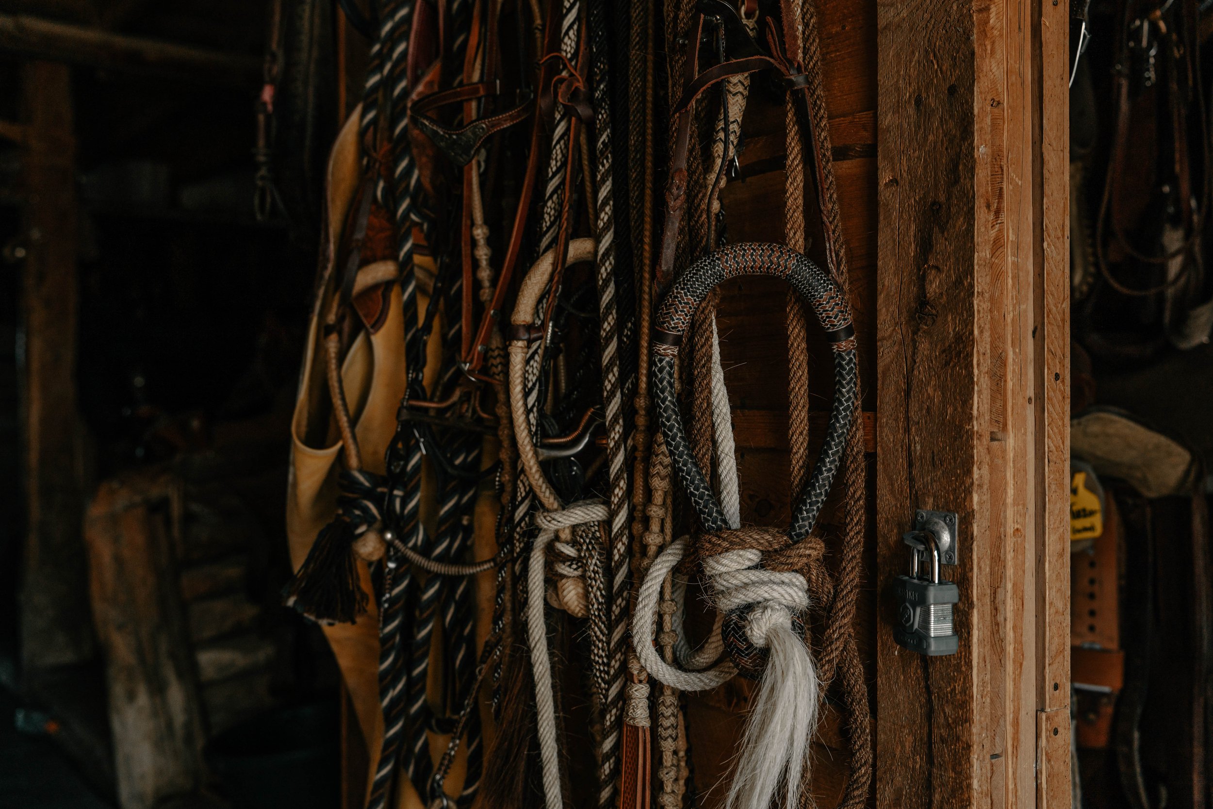 Various horse bridles and ropes hanging on a wooden wall, with a lock on the door frame. TA Ranch, guest ranch, dude ranch, working cattle ranch, horse ranch, horseback riding, Buffalo Wyoming North-eastern Wyoming, homestead, agriculture