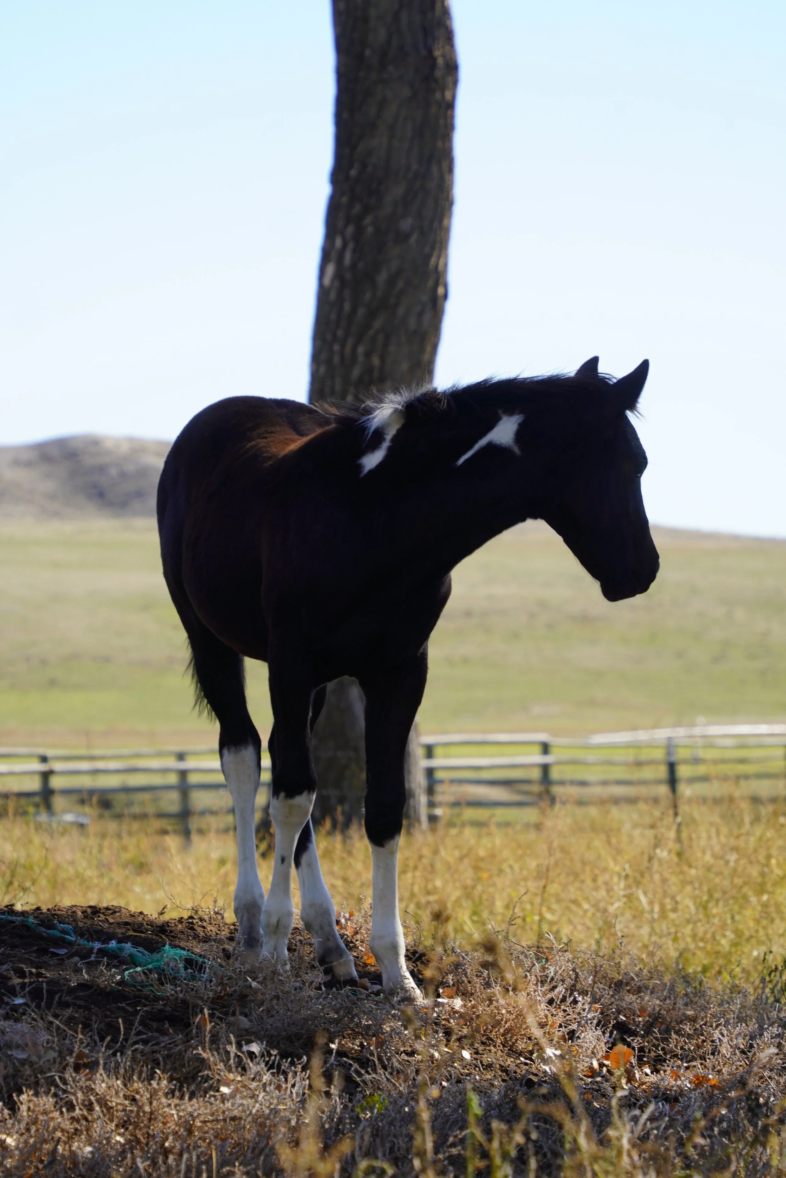 A black and white horse standing outdoors near a tree on a grassy field with a fence in the background. TA Ranch, guest ranch, dude ranch, working cattle ranch, horse ranch, horseback riding, Buffalo Wyoming North-eastern Wyoming, homestead, Ag.
