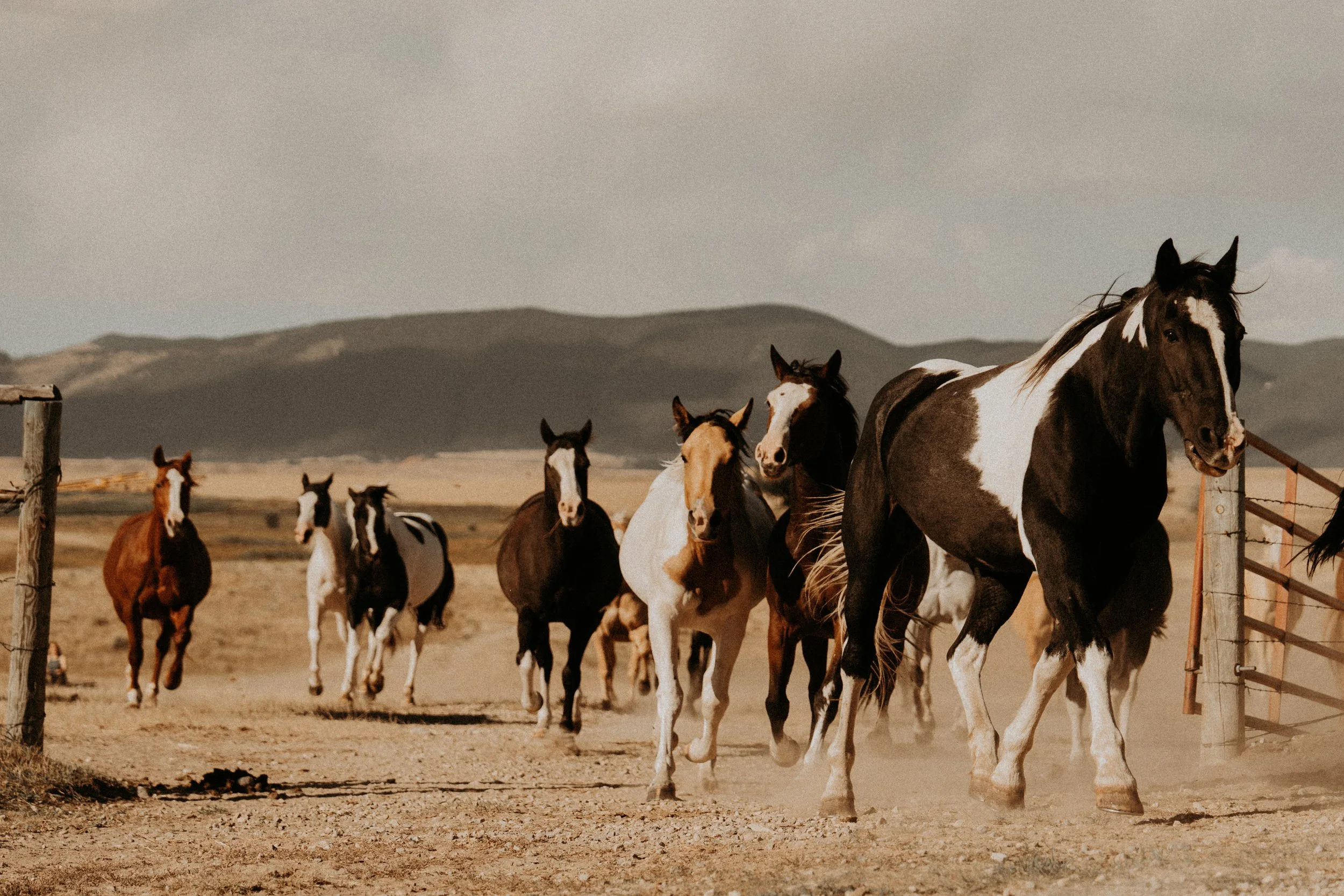 A group of horses running across a dusty field under a cloudy sky, with mountains in the background. TA Ranch, guest ranch, dude ranch, working cattle ranch, horse ranch, paint horses, Buffalo Wyoming, North Eastern Wyoming