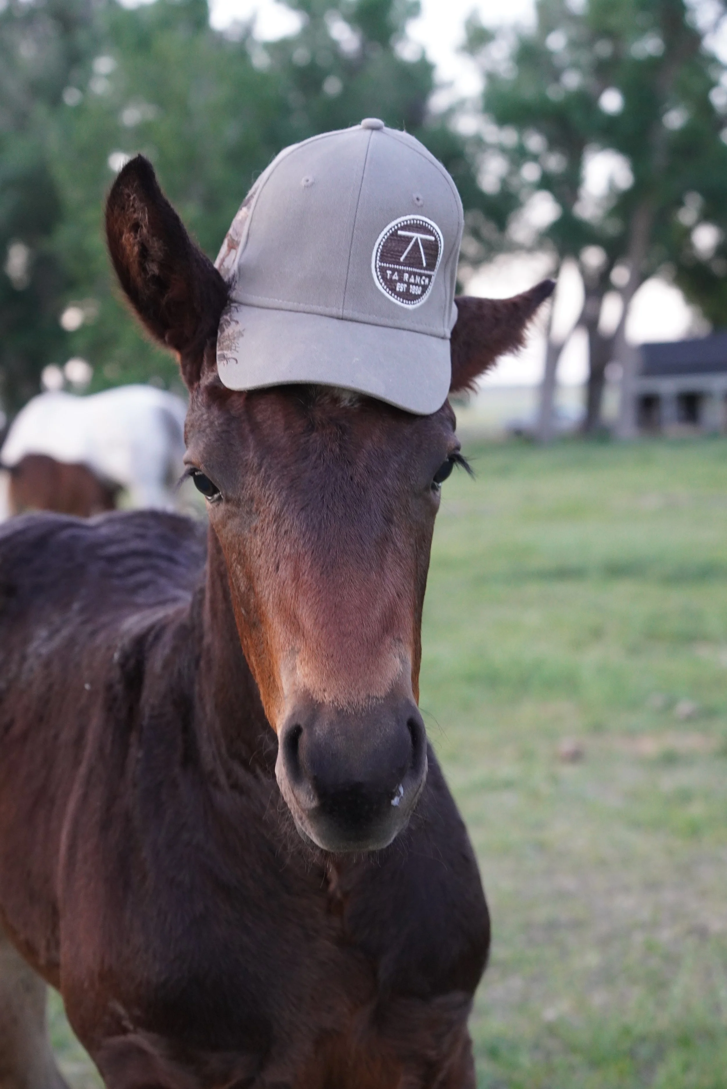 A brown horse wearing a gray baseball cap with a logo, standing outdoors on grass with trees in the background. TA Ranch, guest ranch, dude ranch, working cattle ranch, horse ranch, horseback riding, Buffalo Wyoming North-eastern Wyoming, homestead.