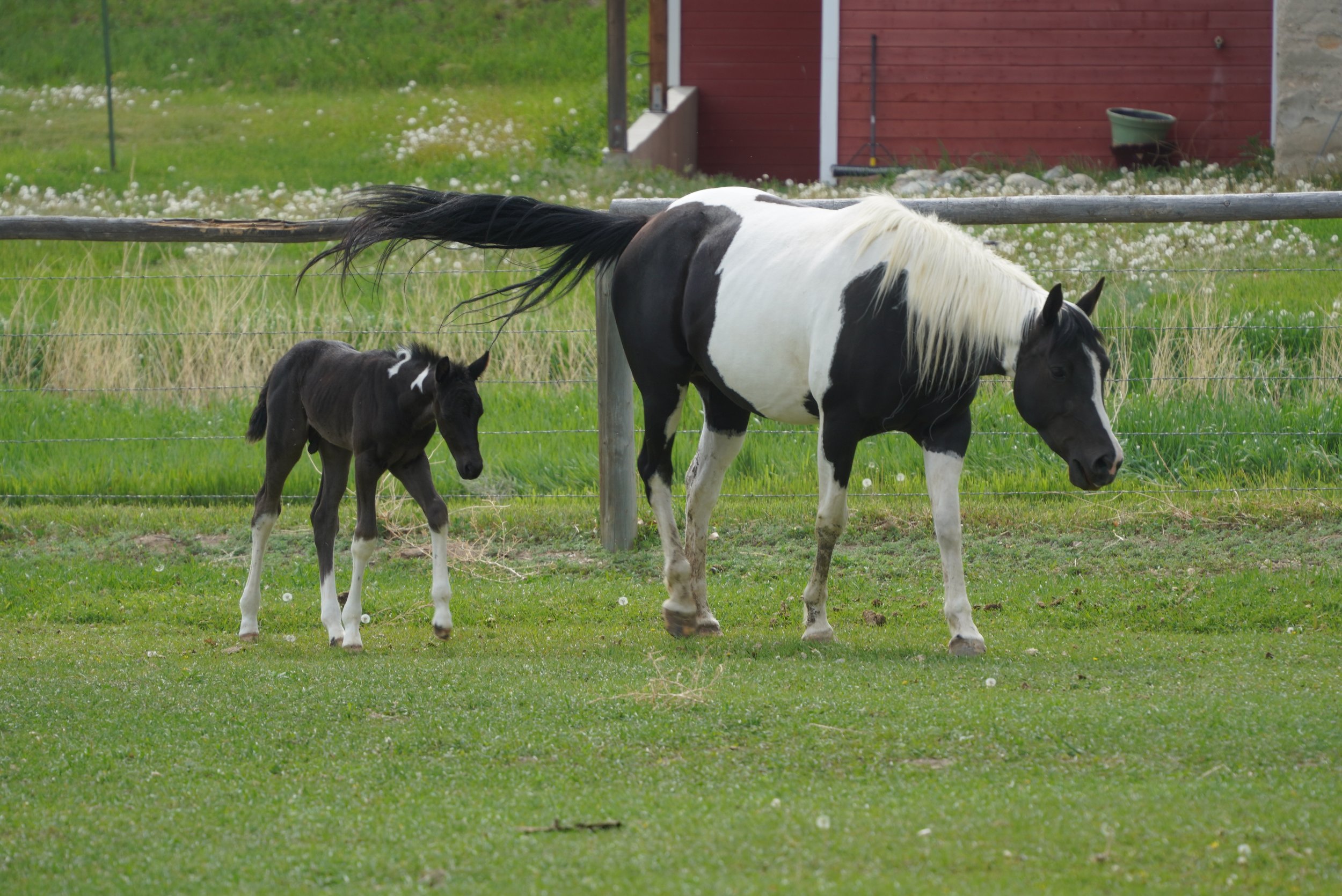 A black and white horse foal and an adult horse standing in a grassy field with a wooden fence and red barn in the background. TA Ranch, guest ranch, dude ranch, working cattle ranch, horse ranch, horseback riding, Buffalo Wyoming, homestead, foal.