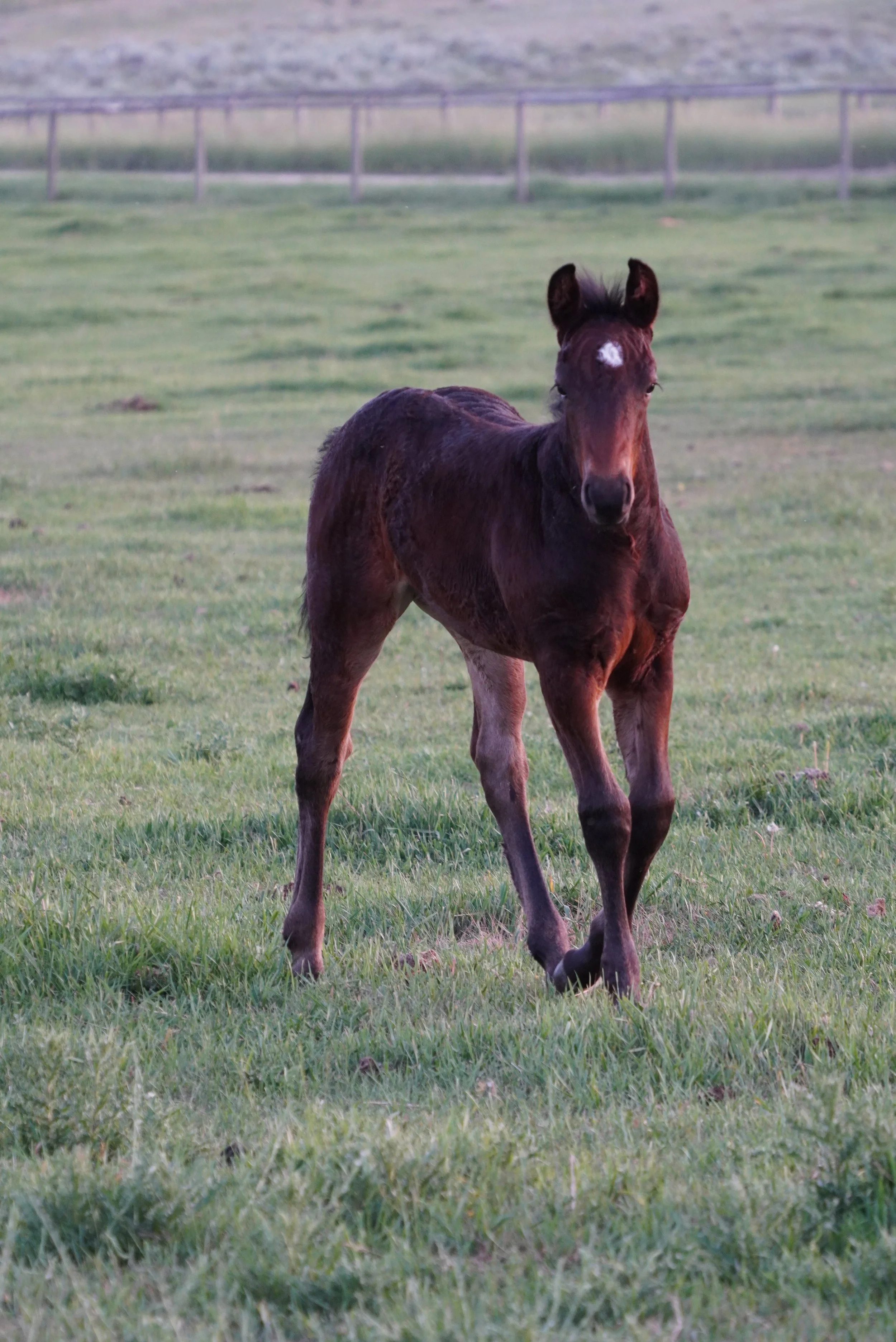 A young foal standing in a green field with a wooden fence in the background. TA Ranch, guest ranch, dude ranch, working cattle ranch, horse ranch, horseback riding, Buffalo Wyoming North-eastern Wyoming, homestead, agriculture.