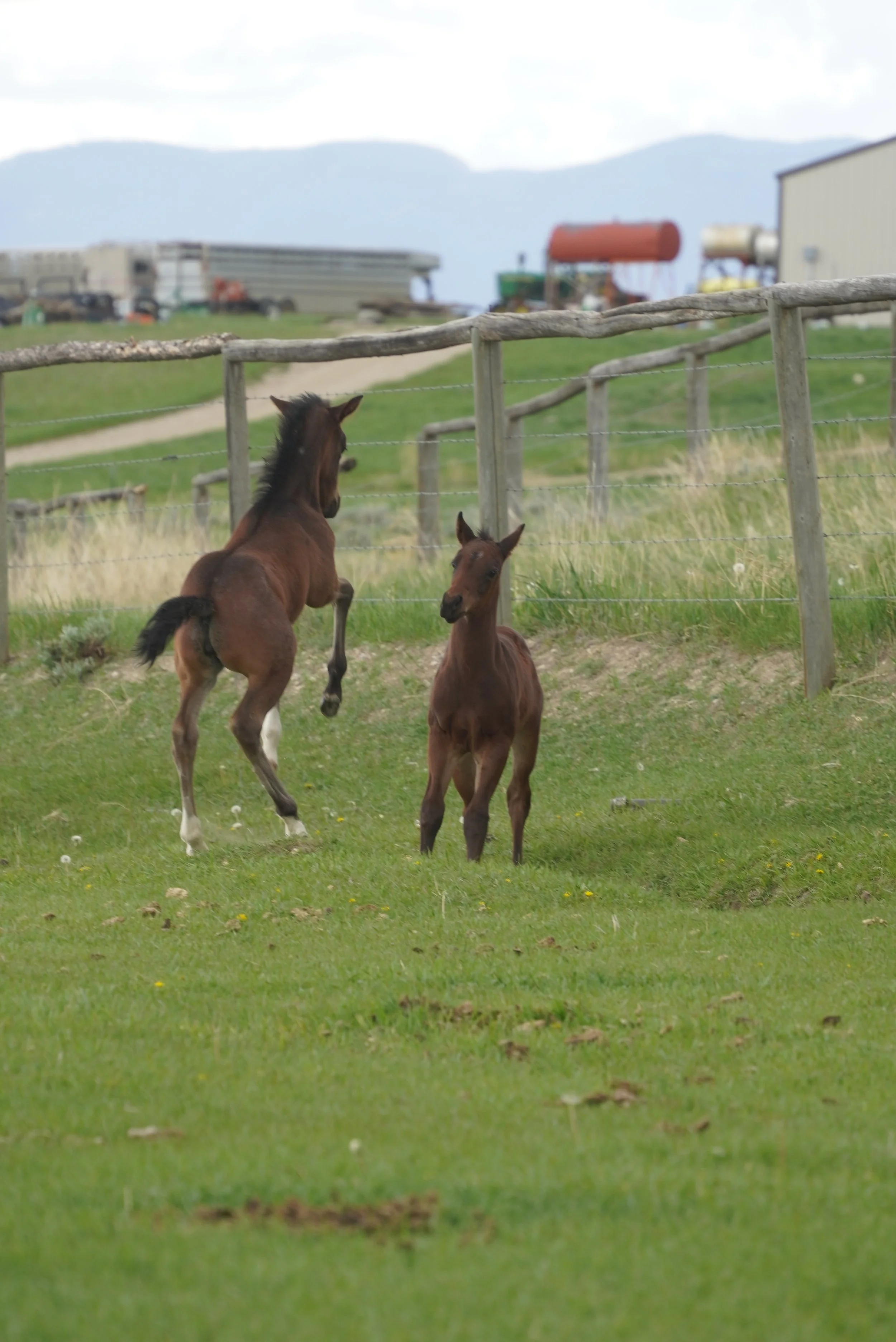 Two foals playing in a grassy field surrounded by a wooden fence, with farm buildings and mountains in the background. TA Ranch, guest ranch, dude ranch, working cattle ranch, horse ranch, horseback riding, Buffalo Wyoming North-eastern Wyoming, Ag.