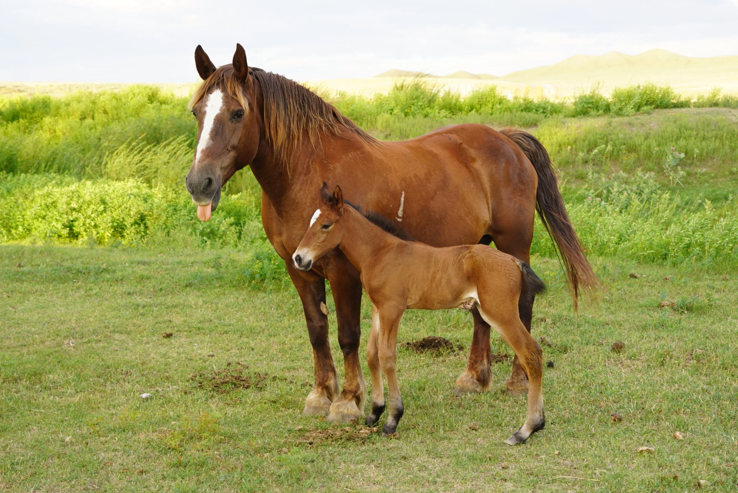 A brown mare with a white stripe on her face and a young foal with a dark mane standing in a grassy field with green shrubs and hills in the background. TA Ranch, guest ranch, dude ranch, working cattle ranch, horse ranch, horseback riding, Wyoming.