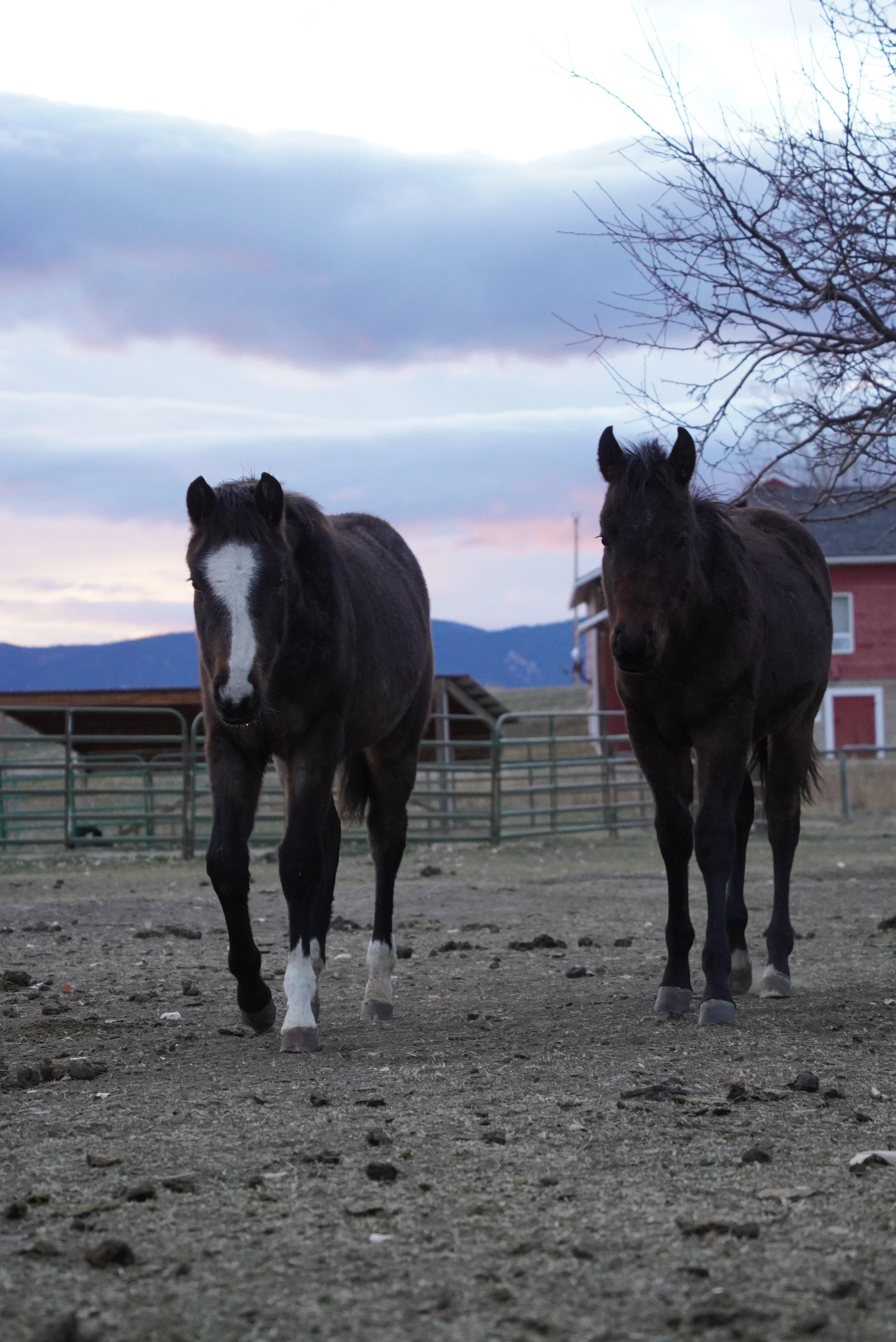 Two horses standing on a dirt ground with a farm setting and mountains in the background during sunset. TA Ranch, guest ranch, dude ranch, working cattle ranch, horse ranch, horseback riding, Buffalo Wyoming North-eastern Wyoming, homestead, Ag.