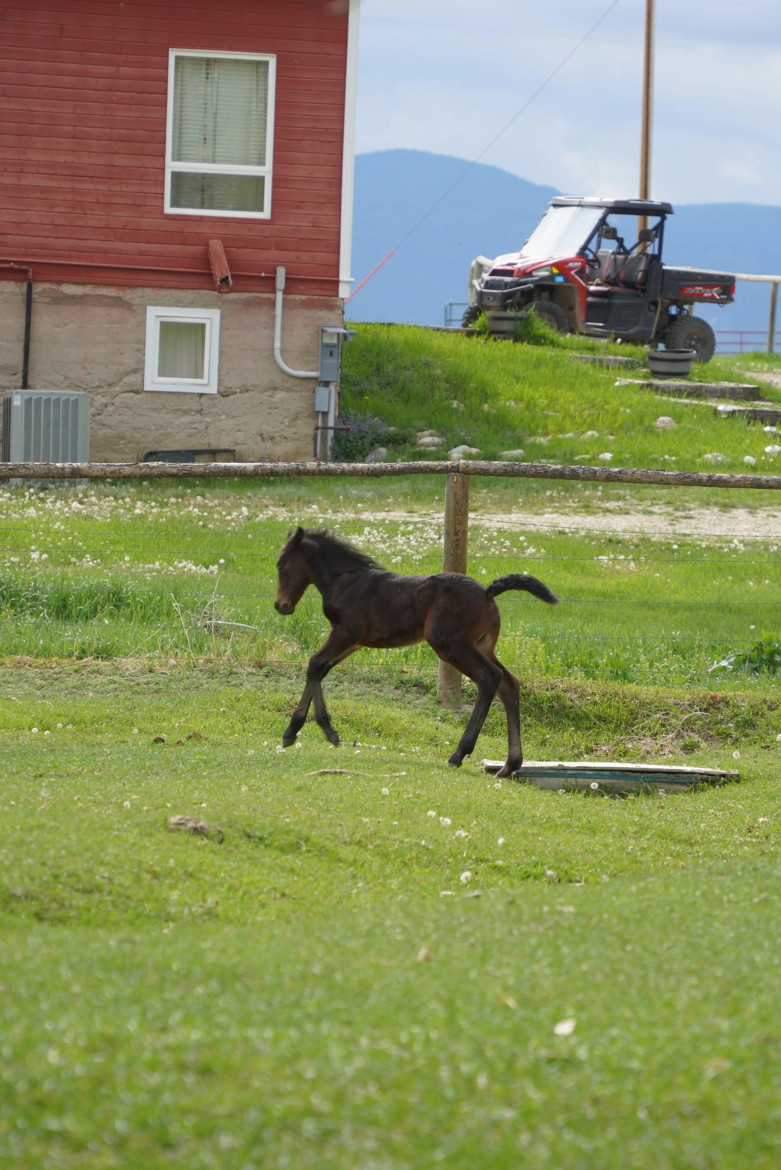 A black foal running on a green grassy field with a wooden fence, a red house with white window frames, and a utility vehicle on a hillside in the background. TA Ranch, guest ranch, dude ranch, working cattle ranch, horse ranch, horseback riding.
