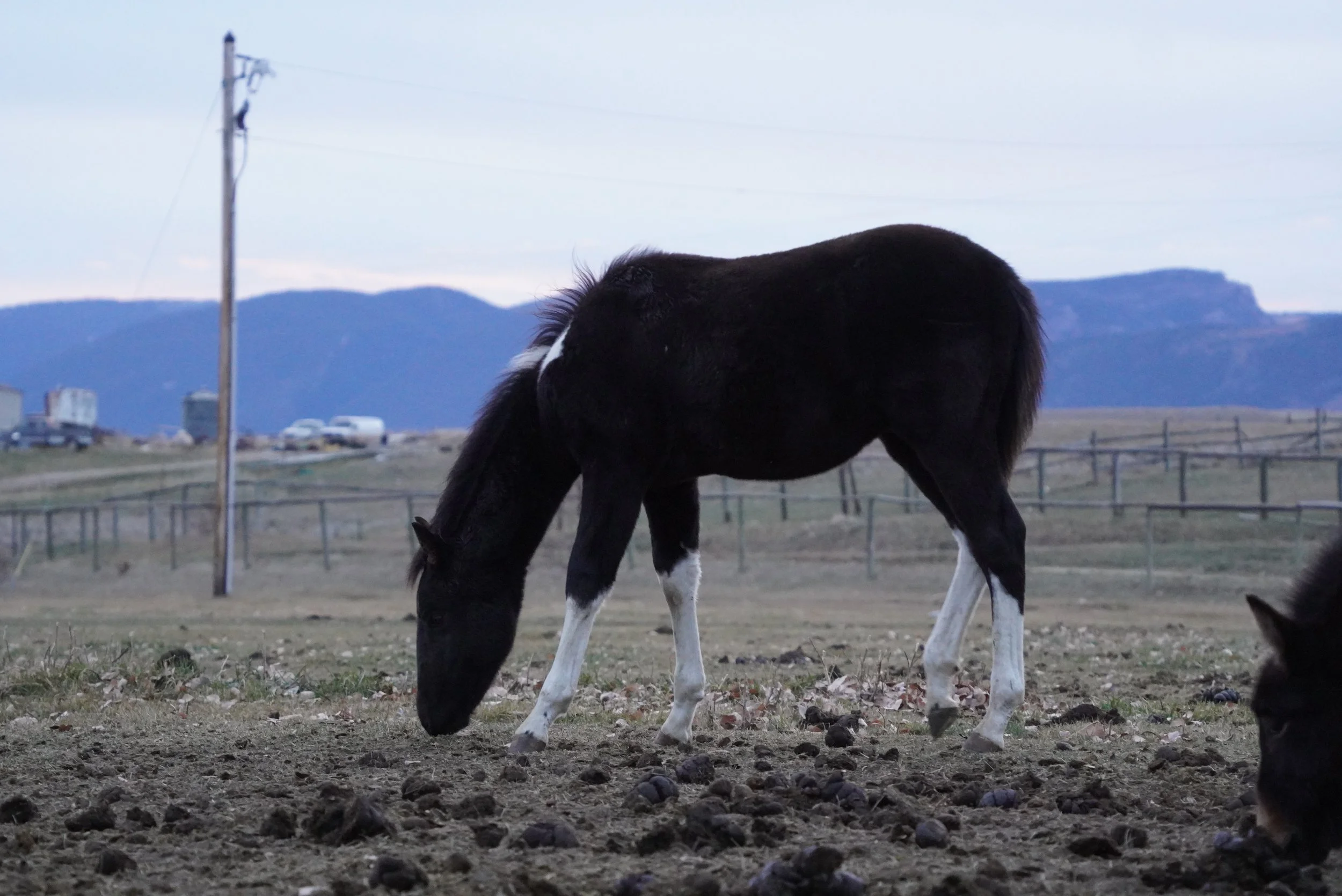 A black and white horse grazing on a dirt patch in a rural landscape during twilight, with mountains and power lines in the background. TA Ranch, guest ranch, dude ranch, working cattle ranch, horse ranch, horseback riding, Buffalo Wyoming, homestead