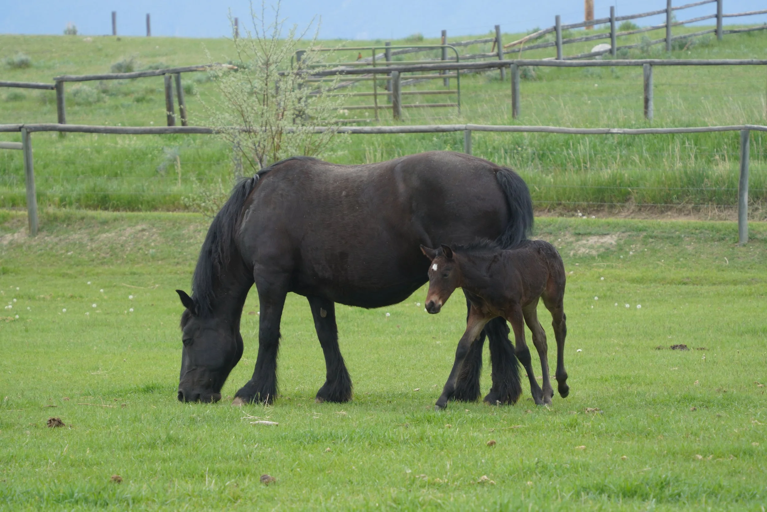A black mare grazing in a fenced grassy field with her foal standing beside her, with green hills and a blue sky in the background. TA Ranch, guest ranch, dude ranch, working cattle ranch, horse ranch, horseback riding, Buffalo Wyoming, homestead.