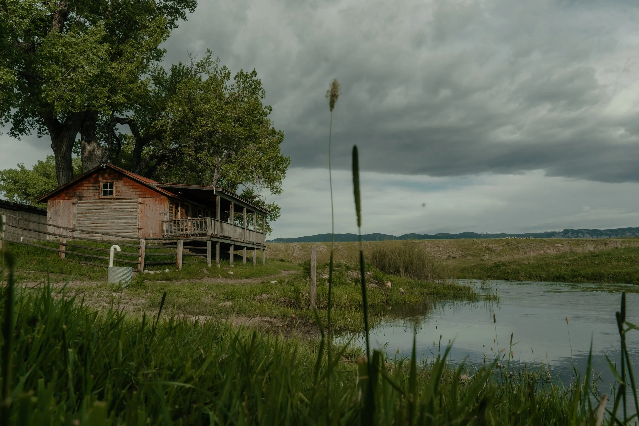 A rustic wooden house, Milk Barn on a grassy riverbank with a large tree nearby, under a cloudy sky. TA Ranch, guest ranch, dude ranch, working cattle ranch, horse ranch, horseback riding, Buffalo Wyoming North-eastern Wyoming, homestead, agriculture
