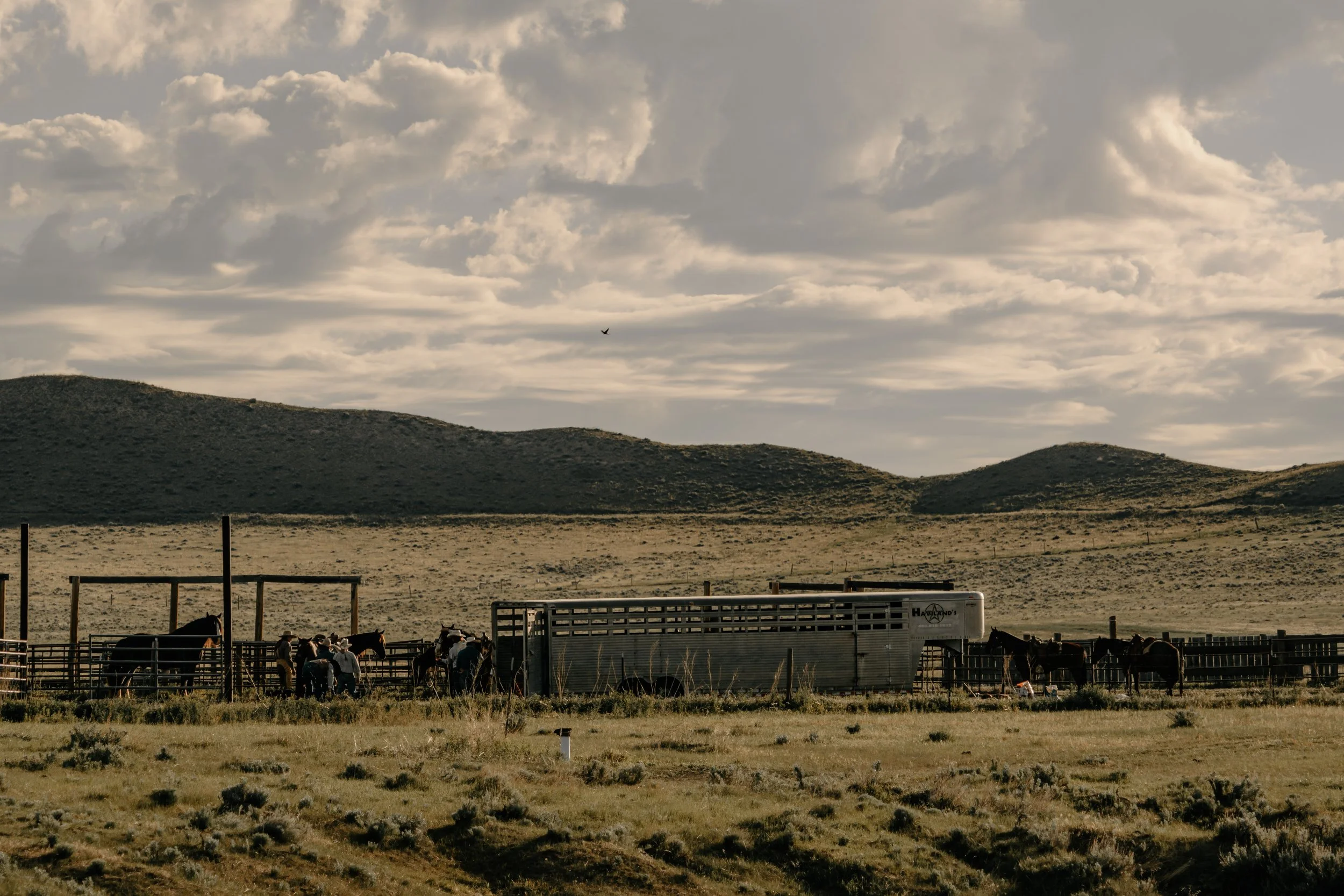 A rural scene with a fenced horse corral, several people working with horses, a large trailer, and rolling hills in the background under a cloudy sky. TA Ranch, guest ranch, dude ranch, working cattle ranch, horse ranch, horseback riding, Buffalo WY
