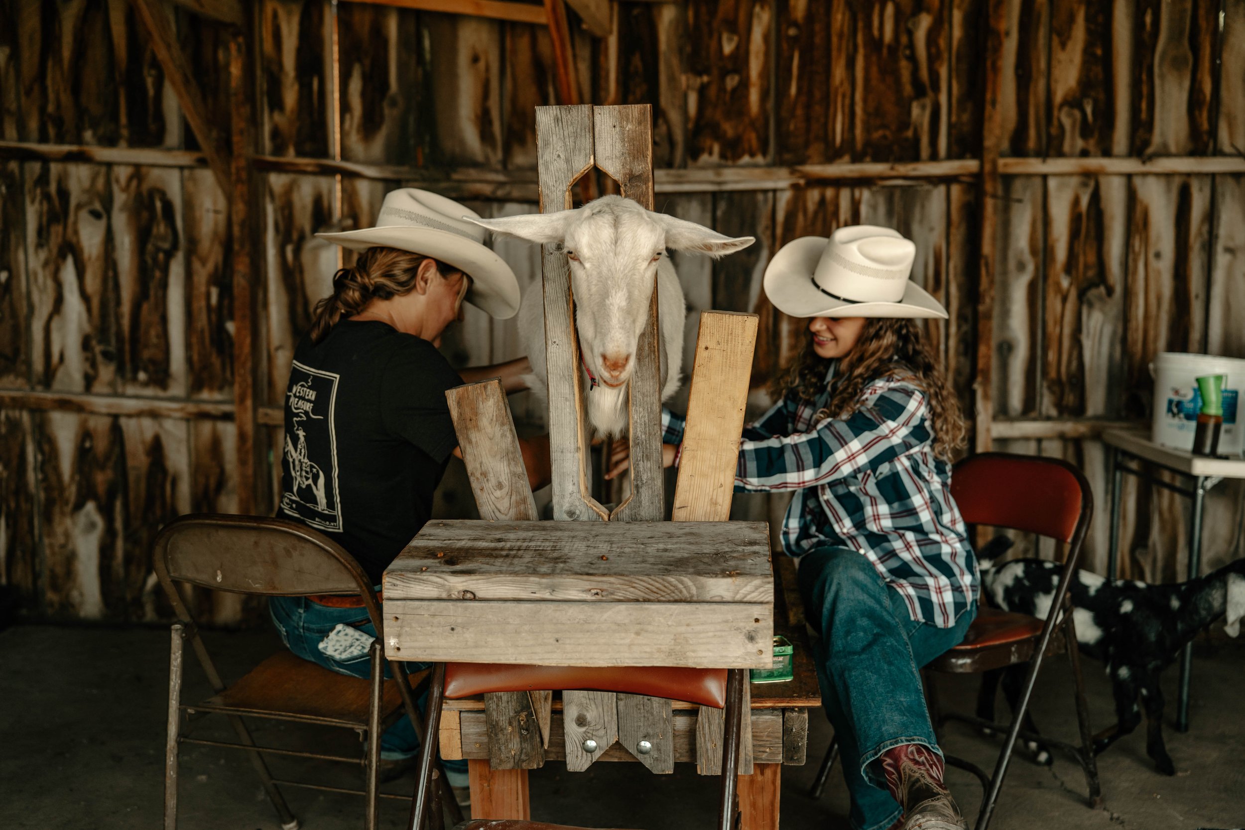 Two women wearing cowboy hats working with a white goat at a wooden grooming stand inside a barn. TA Ranch, guest ranch, dude ranch, working cattle ranch, horse ranch, horseback riding, Buffalo Wyoming North-eastern Wyoming, homestead, agriculture