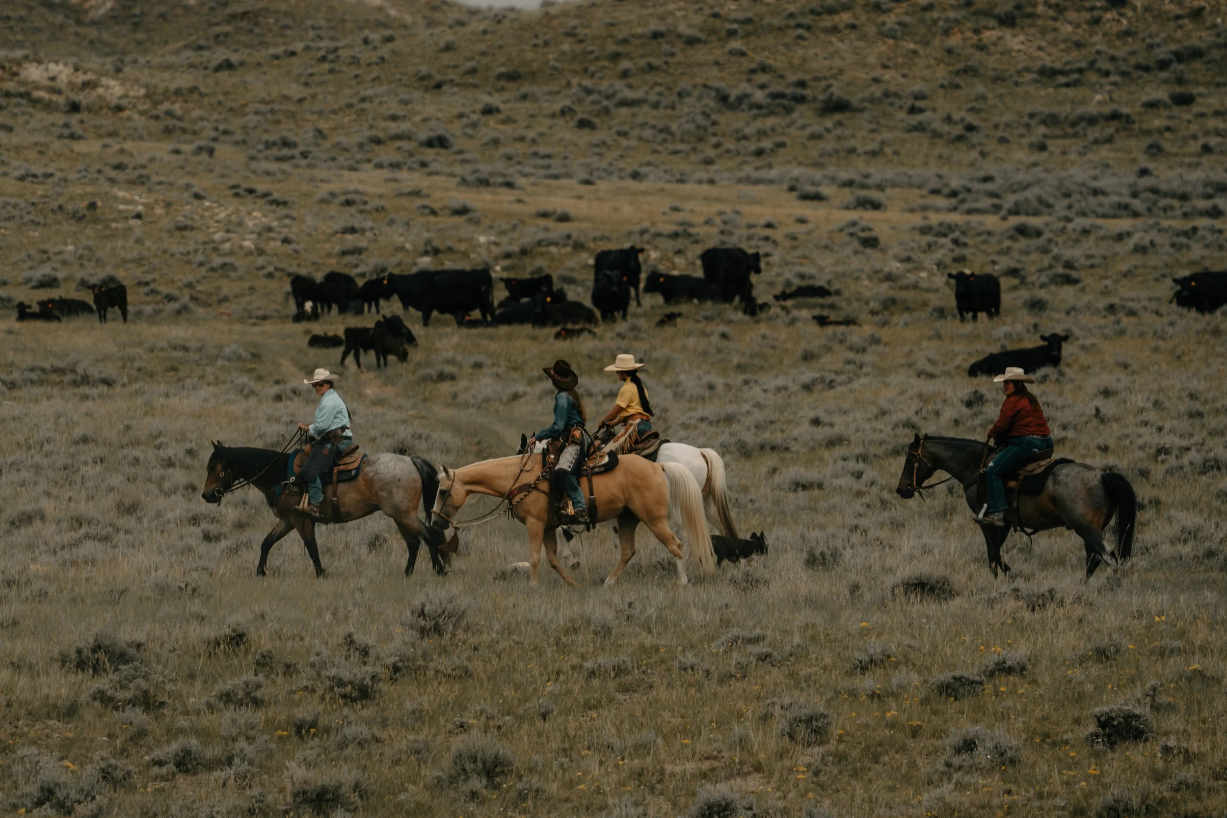 Four cowgirls riding horses across an open field with cattle grazing in the background. TA Ranch, guest ranch, dude ranch, working cattle ranch, horse ranch, horseback riding, Buffalo Wyoming North-eastern Wyoming, homestead, agriculture