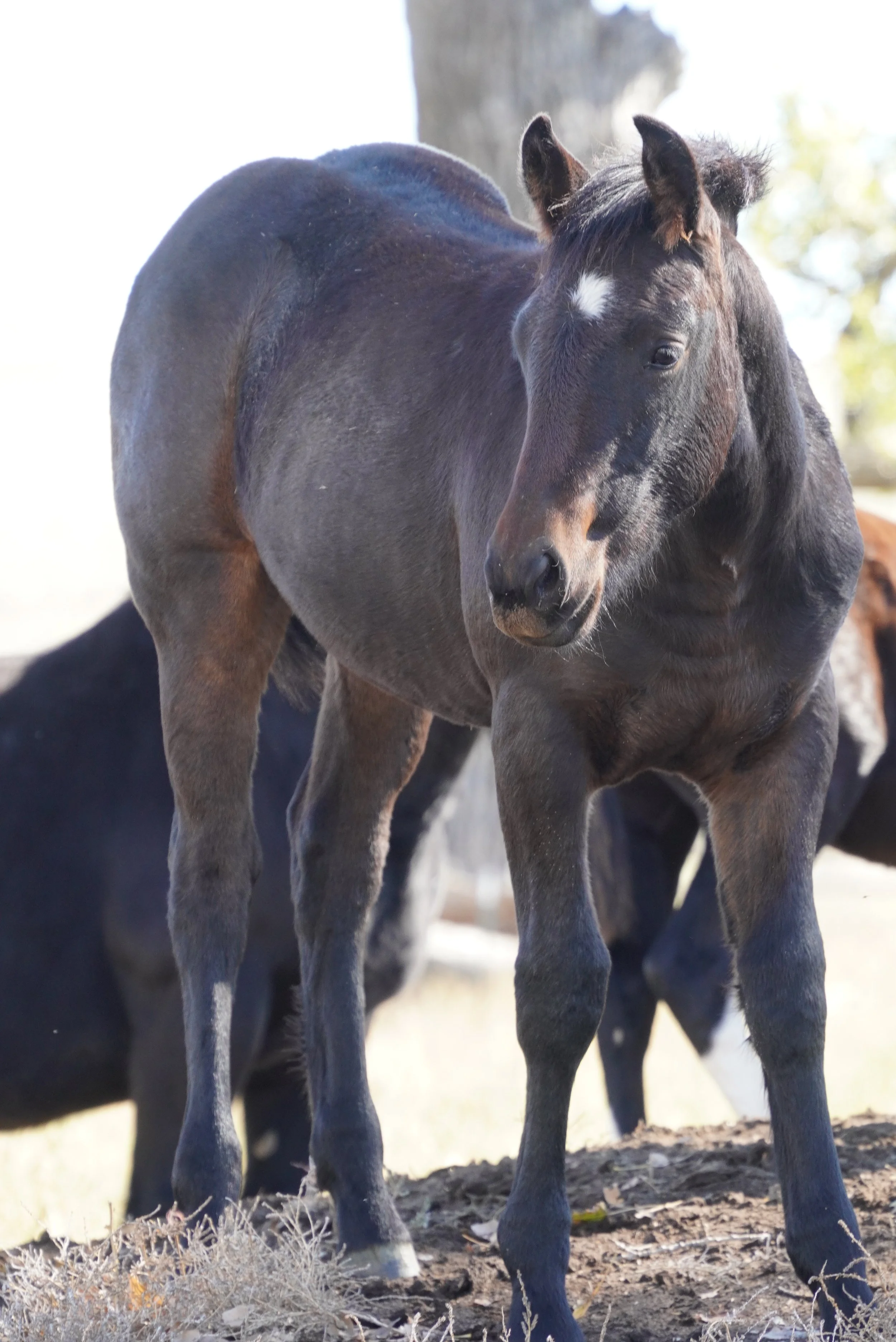 A young black foal with a white star-shaped marking on its forehead standing outdoors near a tree, with another horse partially visible in the background. TA Ranch, guest ranch, dude ranch, working cattle ranch, horse ranch, horseback riding, Wyoming