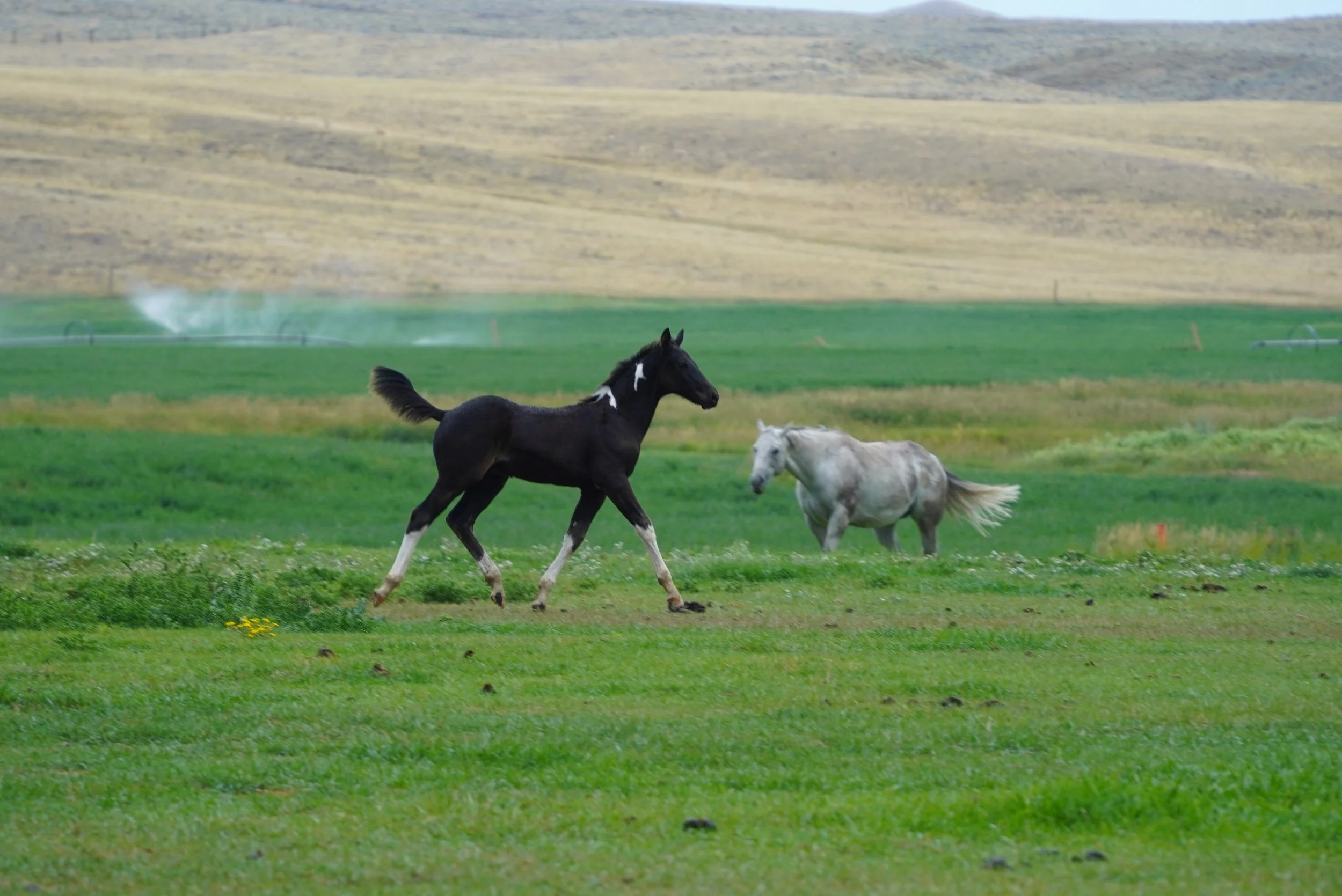 Two horses, one black and one gray, running in a green field with rolling hills in the background. TA Ranch, guest ranch, dude ranch, working cattle ranch, horse ranch, horseback riding, Buffalo Wyoming North-eastern Wyoming, homestead, agriculture