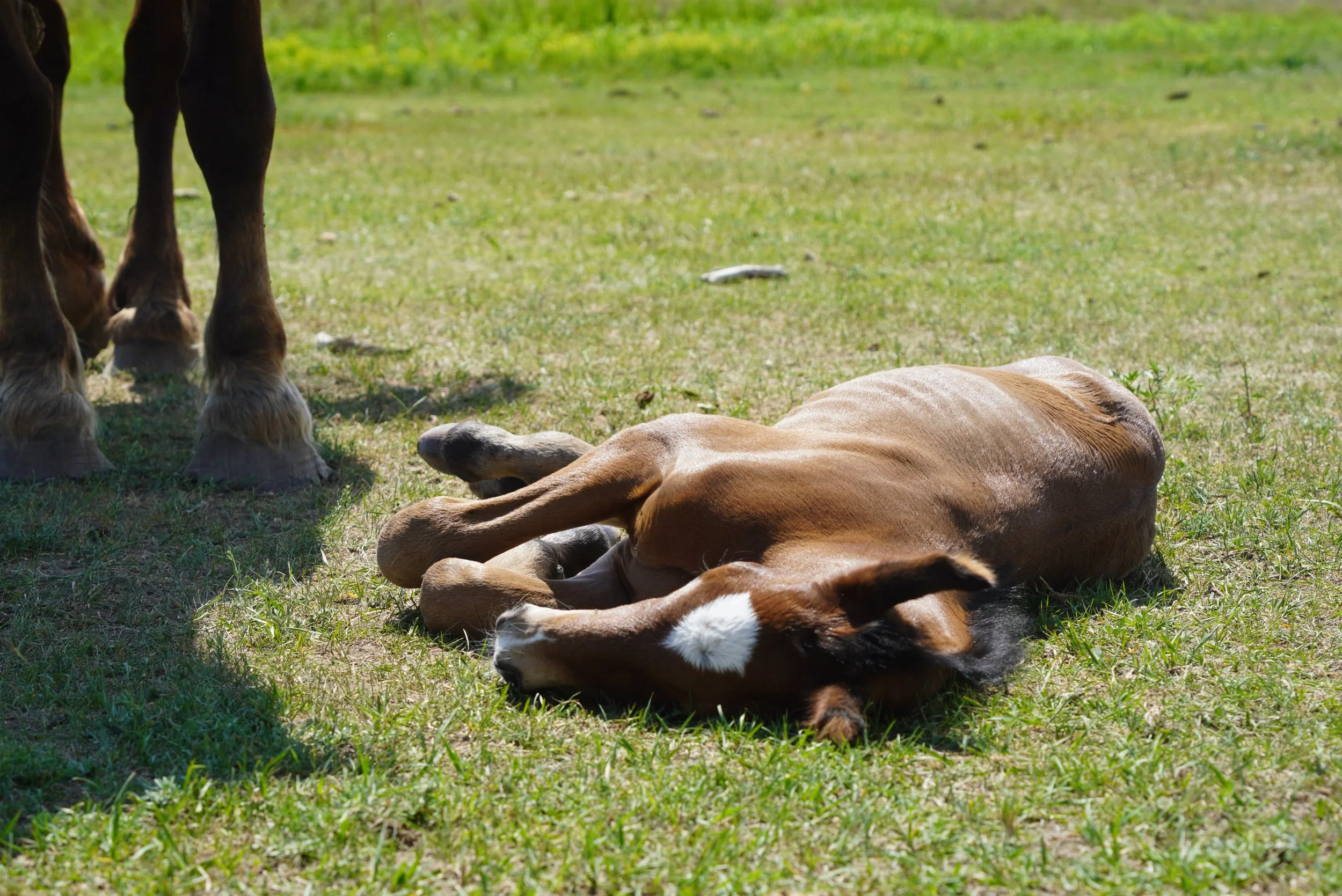 A young foal lying on the grass next to an adult horse, with only the legs visible in the frame. TA Ranch, guest ranch, dude ranch, working cattle ranch, horse ranch, horseback riding, Buffalo Wyoming North-eastern Wyoming, homestead, agriculture.