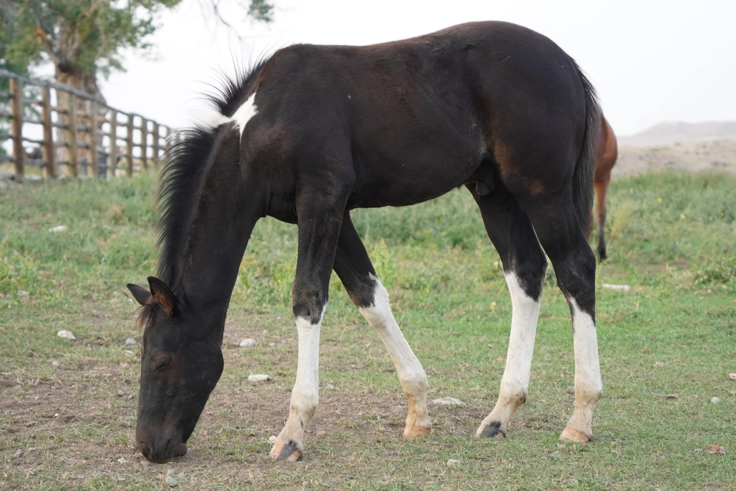 A black and white horse grazing in a grassy field with a wooden fence and trees in the background. TA Ranch, guest ranch, dude ranch, working cattle ranch, horse ranch, horseback riding, Buffalo Wyoming North-eastern Wyoming, homestead, agriculture.