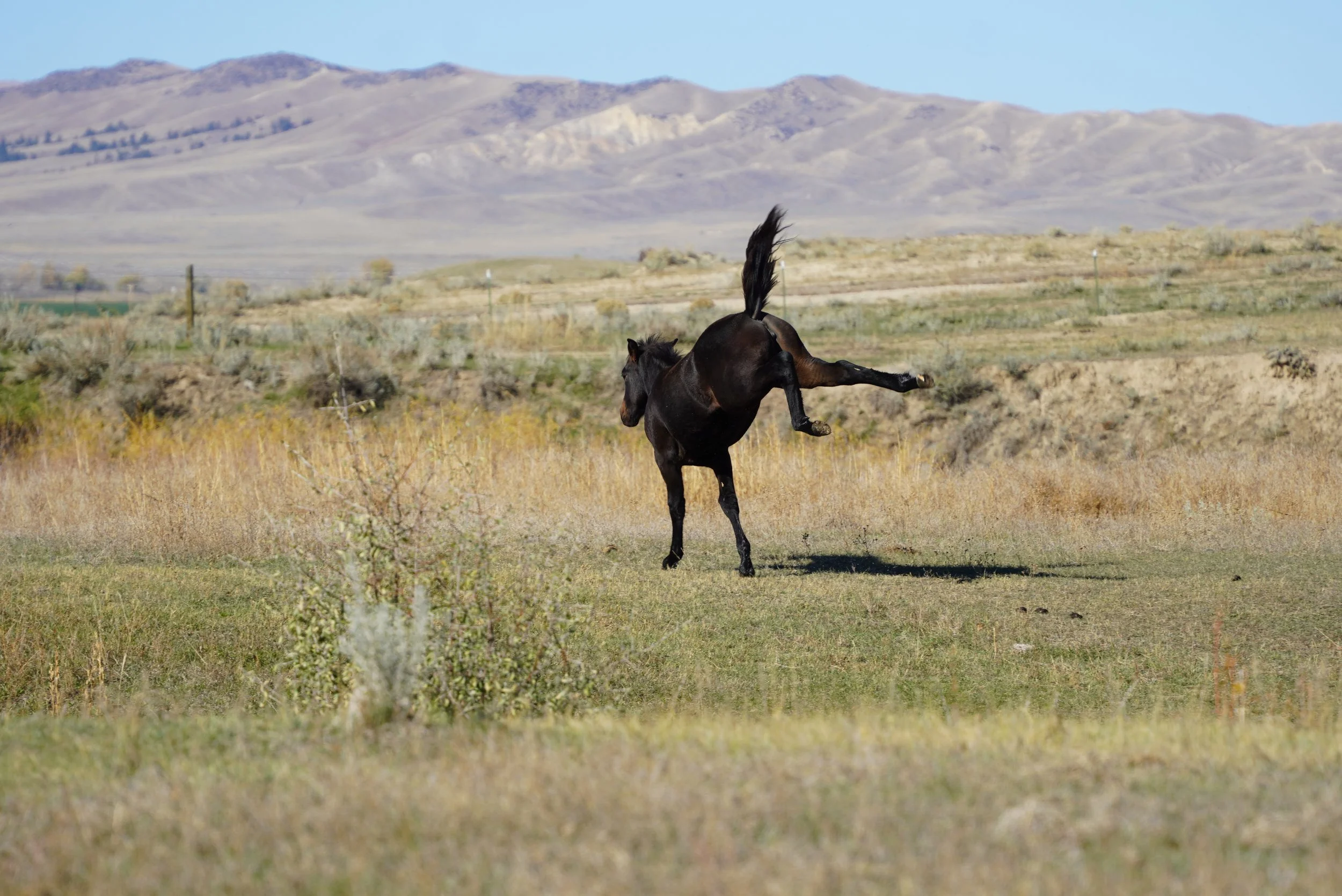 A black horse rearing up on its hind legs in a grassy field with mountainous terrain in the background. TA Ranch, guest ranch, dude ranch, working cattle ranch, horse ranch, horseback riding, Buffalo Wyoming North-eastern Wyoming, homestead, Ag.
