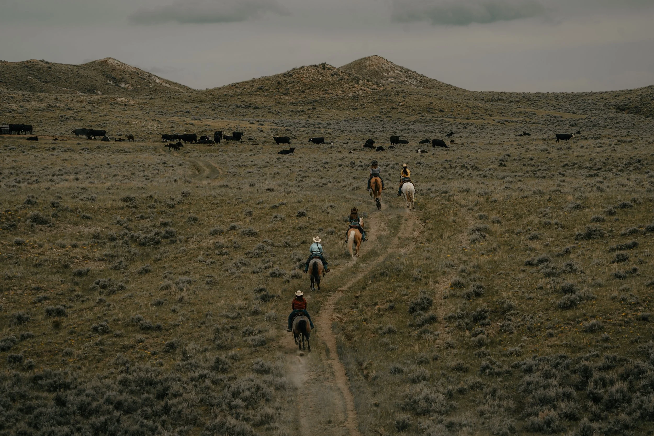 A group of six horseback riders riding single-file on a dirt trail across an open, grassy landscape with hills in the background, and cattle grazing in the distance under cloudy skies. TA Ranch, guest ranch, dude ranch, working cattle ranch, Wyoming