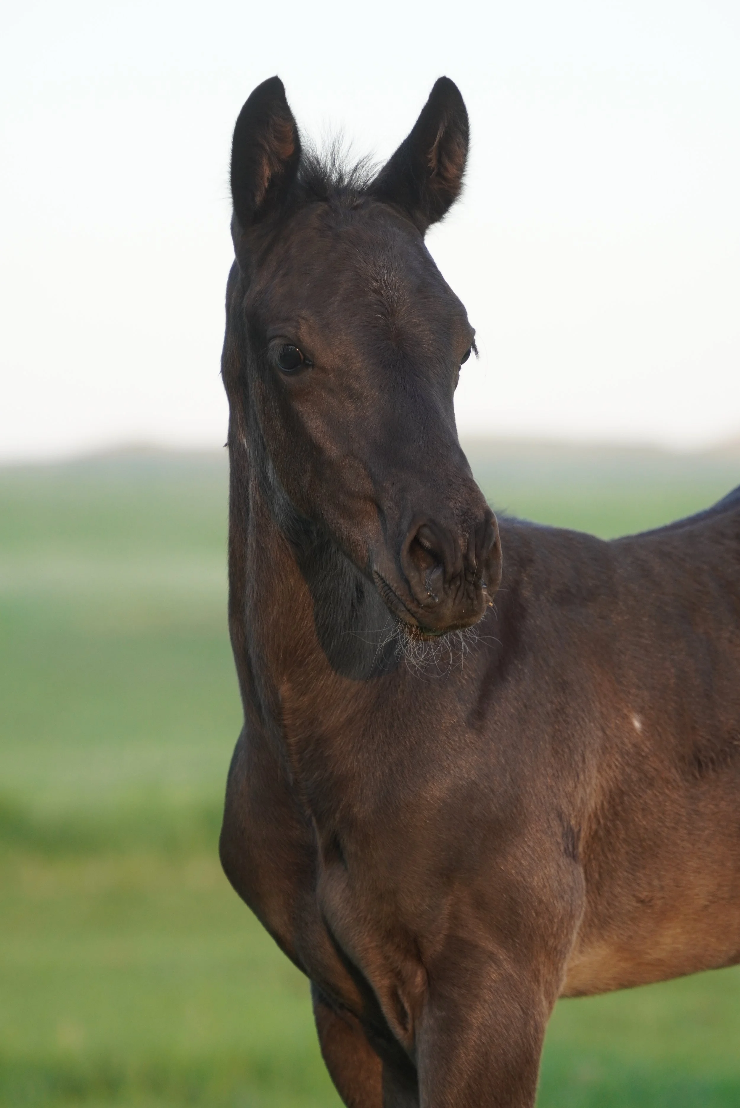 Close-up of a dark brown foal with a background of green grass and a pale sky. TA Ranch, guest ranch, dude ranch, working cattle ranch, horse ranch, horseback riding, Buffalo Wyoming North-eastern Wyoming, homestead, agriculture.