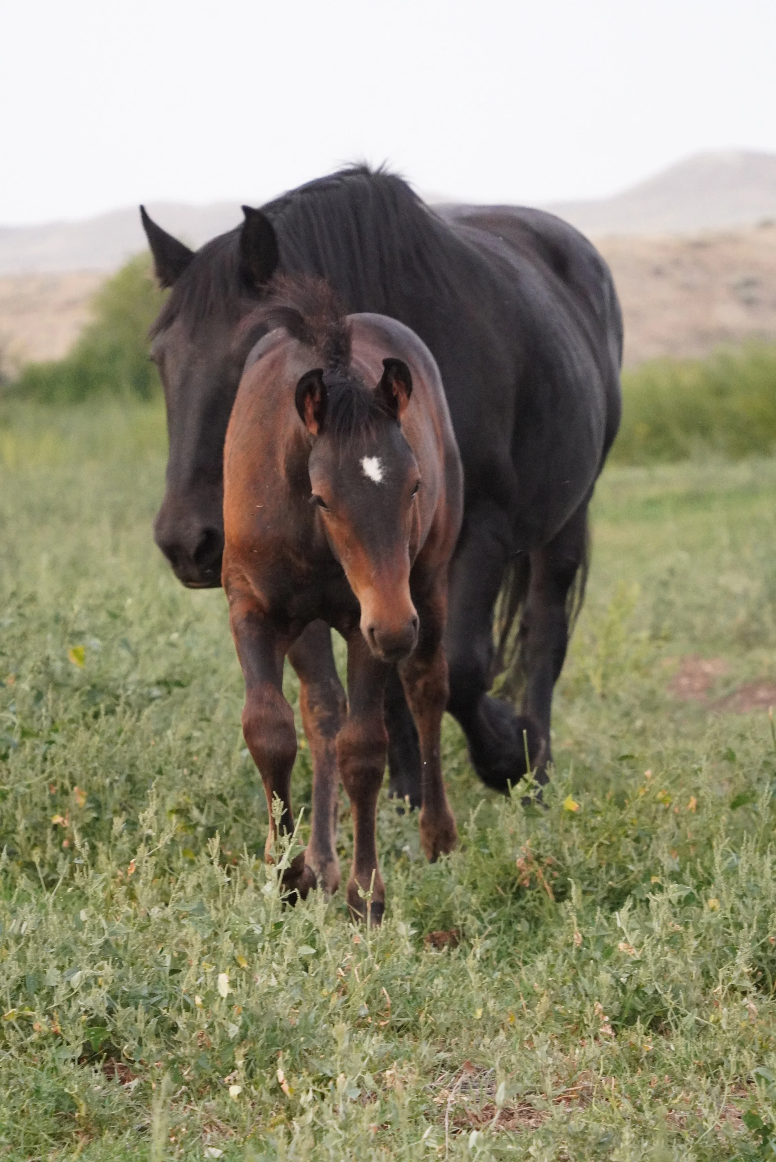 A black horse and a brown foal walking together in a grassy field with hills in the background. TA Ranch, guest ranch, dude ranch, working cattle ranch, horse ranch, horseback riding, Buffalo Wyoming North-eastern Wyoming, homestead, agriculture.